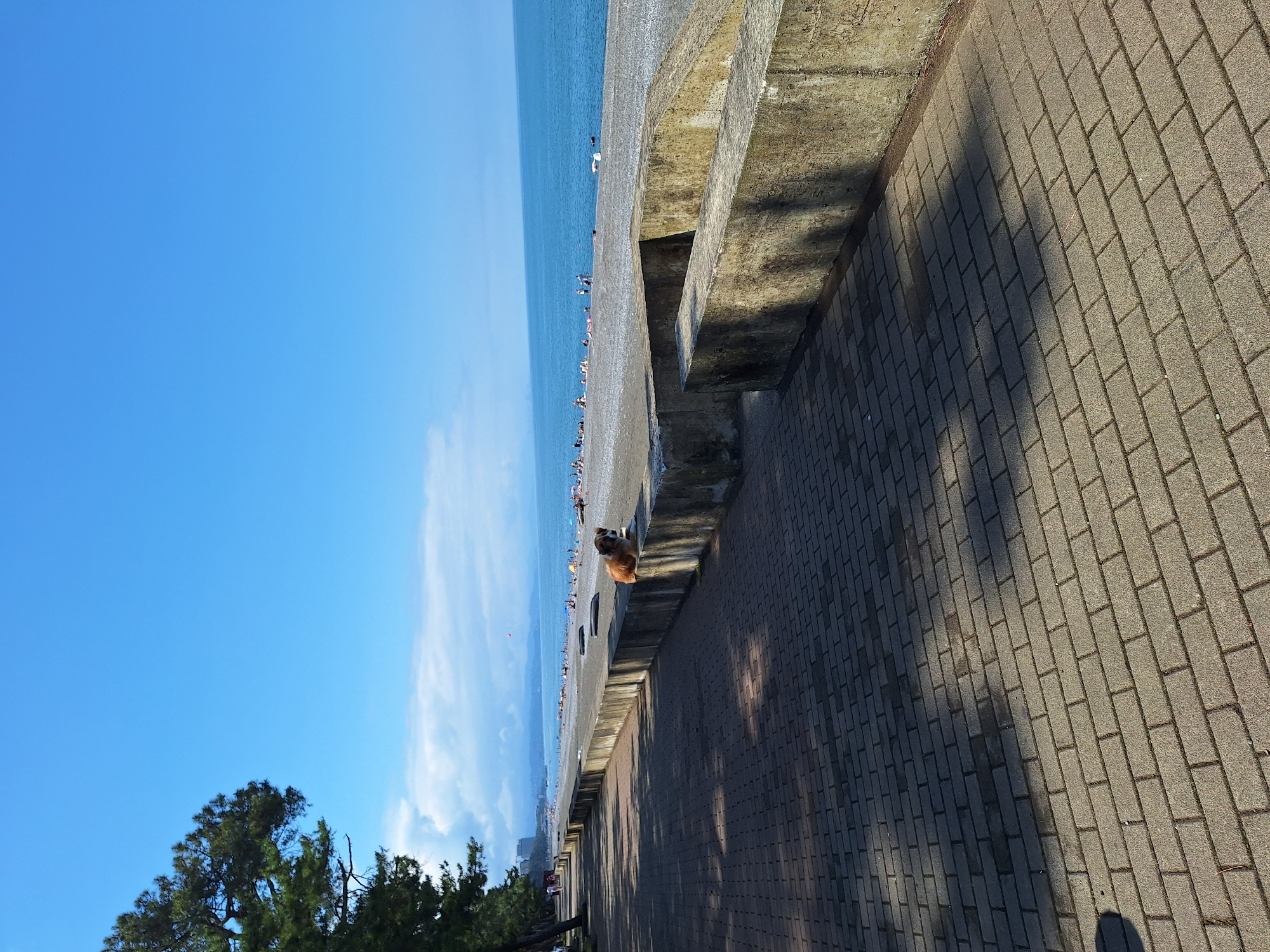 The image depicts a paved promenade alongside a beach in Kobuleti, Georgia. A large dog, predominantly reddish-brown and white, is seated on a concrete barrier overlooking the pebble beach and the Black Sea. Numerous beachgoers are visible on the shoreline. To the left of the promenade, a line of trees casts shadows across the brick-patterned walkway. In the distance, buildings and a mountain range are discernible. The sky is clear and blue, with some scattered white clouds. The scene captures a sunny day at the seaside.