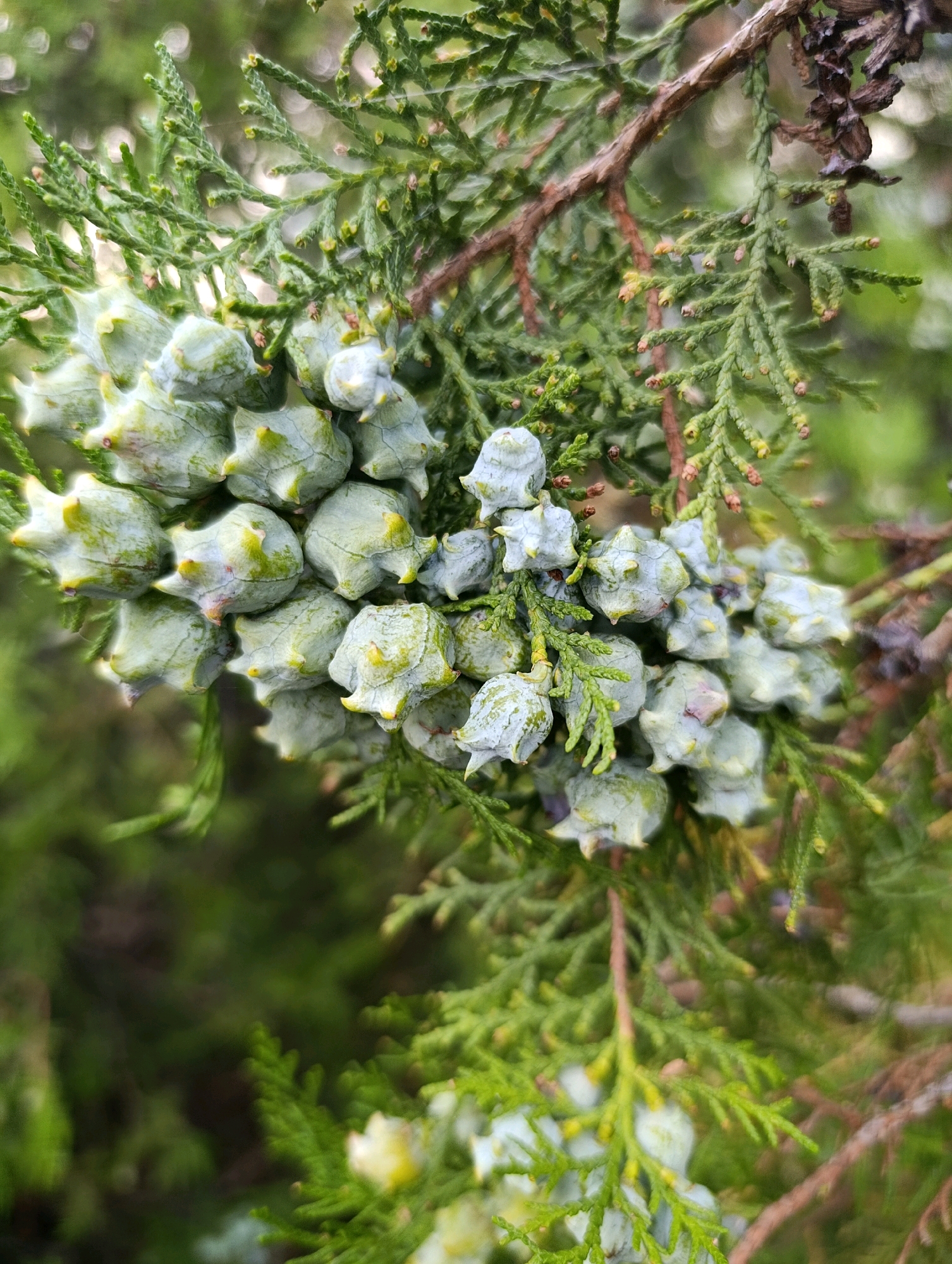 The image is a close-up, eye-level shot of a branch of a coniferous tree, likely a cedar or cypress, bearing a cluster of immature, pale green seed cones. The cones are roughly spherical with prominent, sharp points or bracts. The foliage is a vibrant green, appearing feathery or scale-like. The background is blurred and consists of more greenery, suggesting an outdoor natural setting. There are no people or signs of human activity visible in the image. The scene is consistent with a natural environment within the city of Cherkasy, Ukraine, such as a park, botanical garden, or a residential area with mature trees.