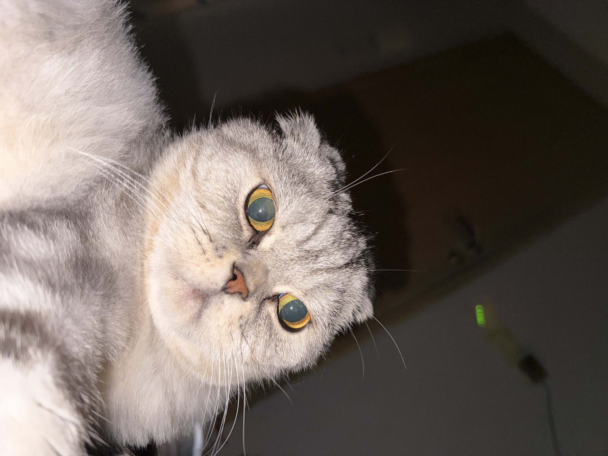A close-up, low-angle, waist-up shot shows a Scottish Fold cat facing forward. The cat has silver and grey tabby markings on its fur, with folded ears and wide, yellow-green eyes. Its nose is pinkish-brown. The background is dark and out of focus, with a dimly lit, out-of-focus cylindrical object emitting a faint green light in the upper right corner. The lighting is dim and casts subtle shadows.