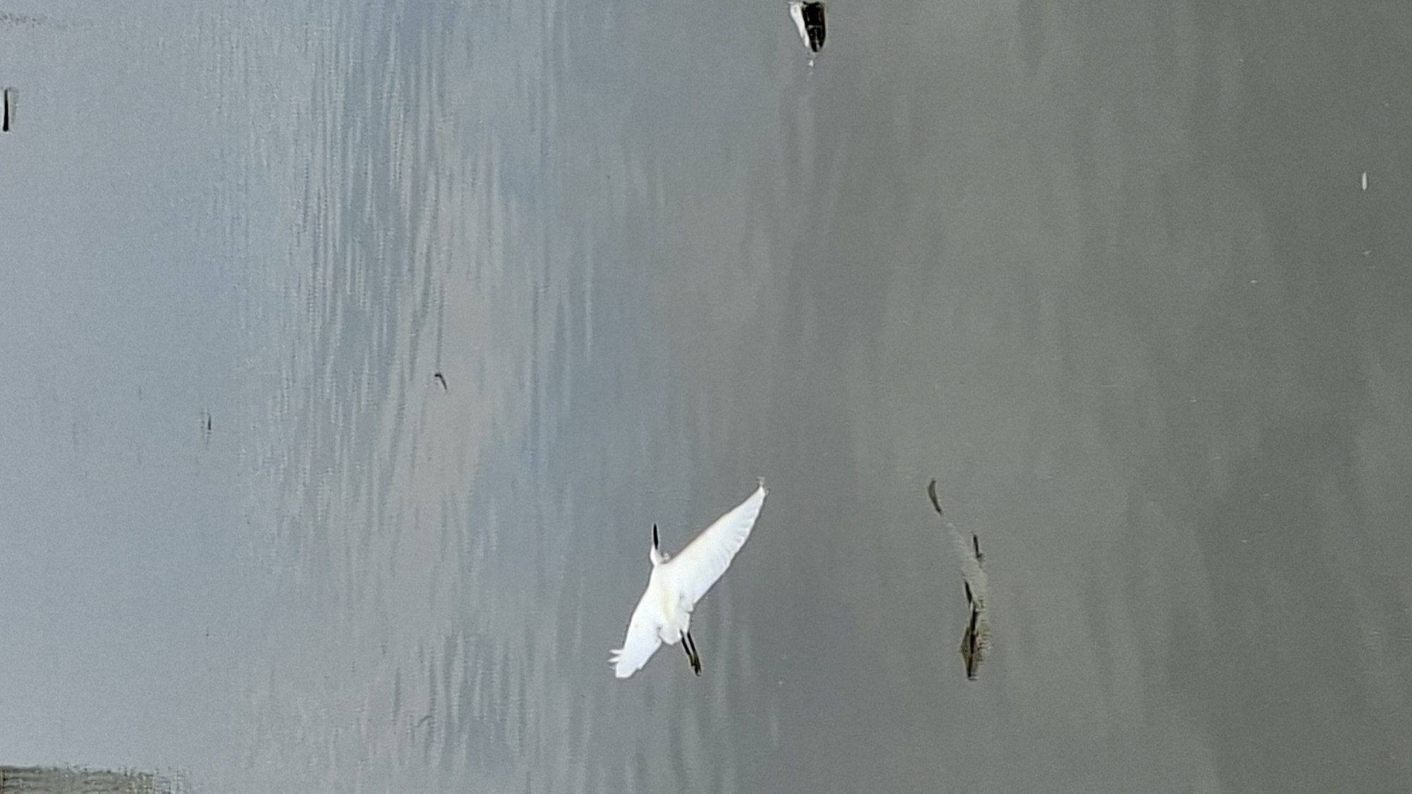 A white egret with its wings outstretched in flight is captured mid-air over a calm body of water. The egret is positioned in the lower left quadrant of the image, facing towards the right. Its reflection is faintly visible on the water's surface beneath it. The water's surface is relatively smooth with subtle ripples and reflections of the overcast sky. In the distance, there are a few dark, oblong objects on the water's surface. There are no people or buildings visible in the frame, and the overall impression is one of nature and wildlife in a serene environment. The scene is likely a natural body of water, possibly a lake, river, or coastal area.