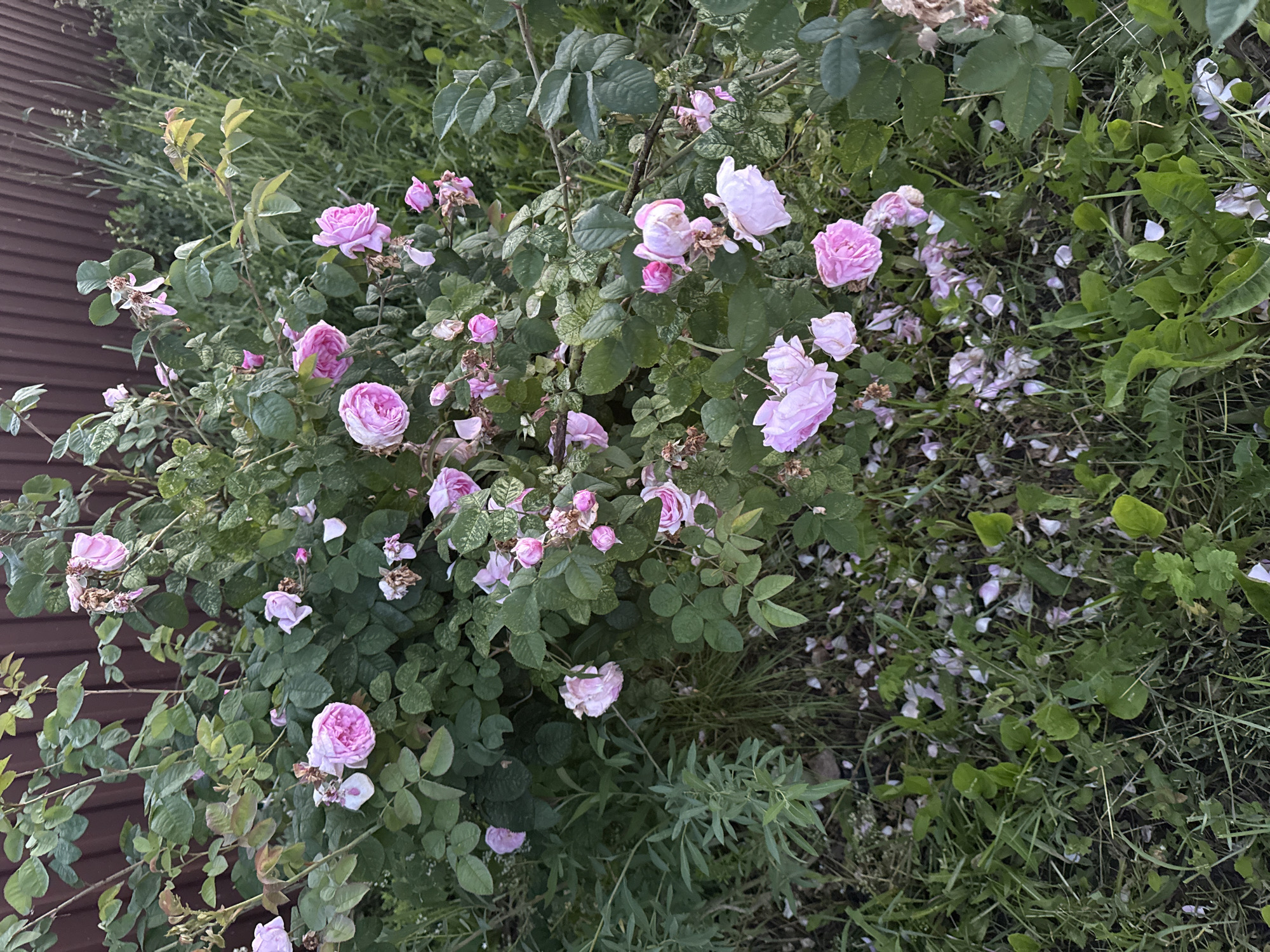 In an outdoor setting, a dense bush of pink roses, some in full bloom and others wilting, dominates the frame. The roses are a mix of lighter and darker shades of pink. Fallen rose petals are scattered on the grassy ground below. The background features a wooden fence and an abundance of green foliage, including tall grass and other leafy plants. The lighting suggests it may be late afternoon or early evening. There are no people visible in the image.