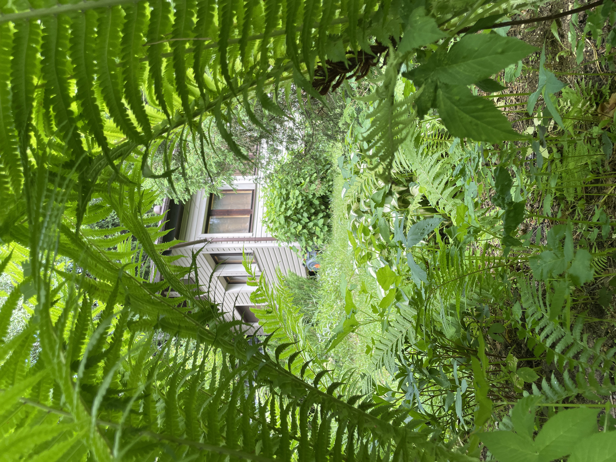 A shot taken from within lush green ferns looking out towards a light-colored house. The house has a light gray exterior and two visible windows with dark frames and wooden shutters. The surrounding environment is densely vegetated with various shades of green foliage and ferns. The ground appears to be covered in soil and leaf litter. The image is taken during the daytime with natural lighting.