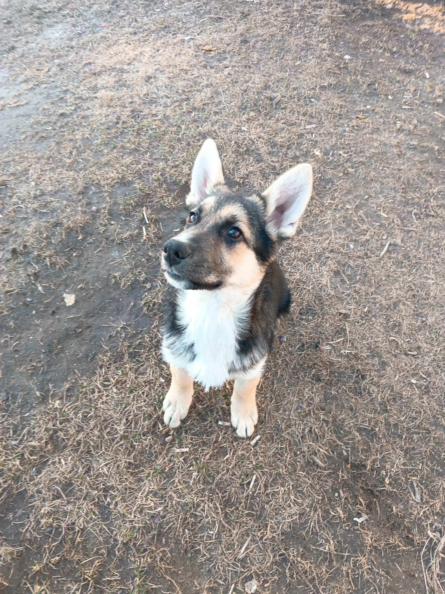 A German Shepherd puppy with erect ears is sitting upright, facing upwards. It is positioned on a surface covered in dry grass and dirt. The location is likely Andreyevo, Russia.