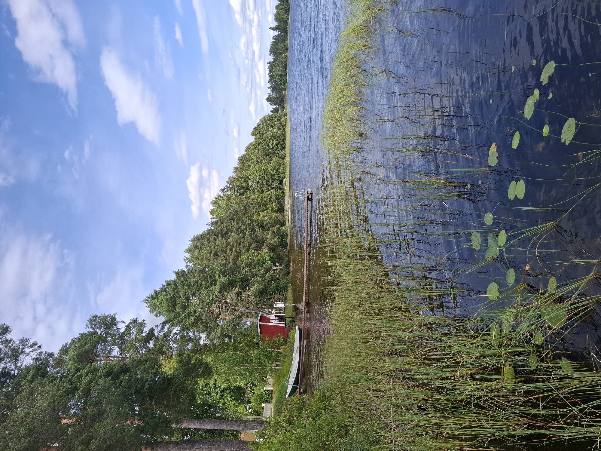 The image shows a serene lake scene, likely in Mikkeli, Finland. Tall, green pine trees line the shore, their branches reaching towards a bright blue sky dotted with fluffy white clouds. A wooden dock extends from the shore into the water, with a small, green and white rowboat tied to it. Nearby, a small red building with white trim stands on the bank. The water's surface is calm, reflecting the trees and sky, and is partially covered by tall green reeds and lily pads. The overall impression is one of peaceful natural beauty.