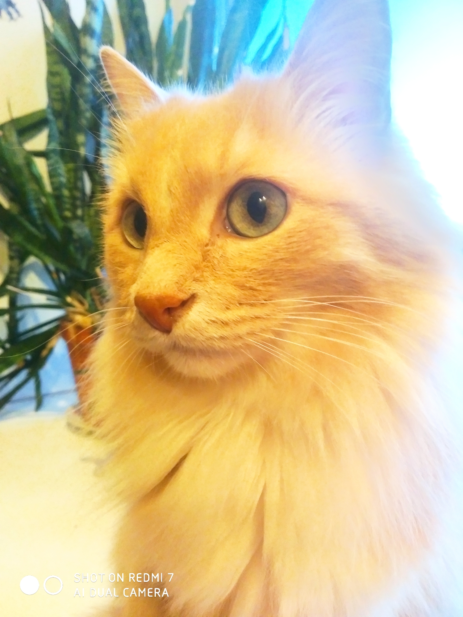 A close-up shot of an orange cat with green eyes. The cat is positioned to the right of a green plant in a pot. The picture was taken with a Xiaomi Redmi 7 phone. The location in the city of Chaikovsky, Russia, cannot be determined from the image.