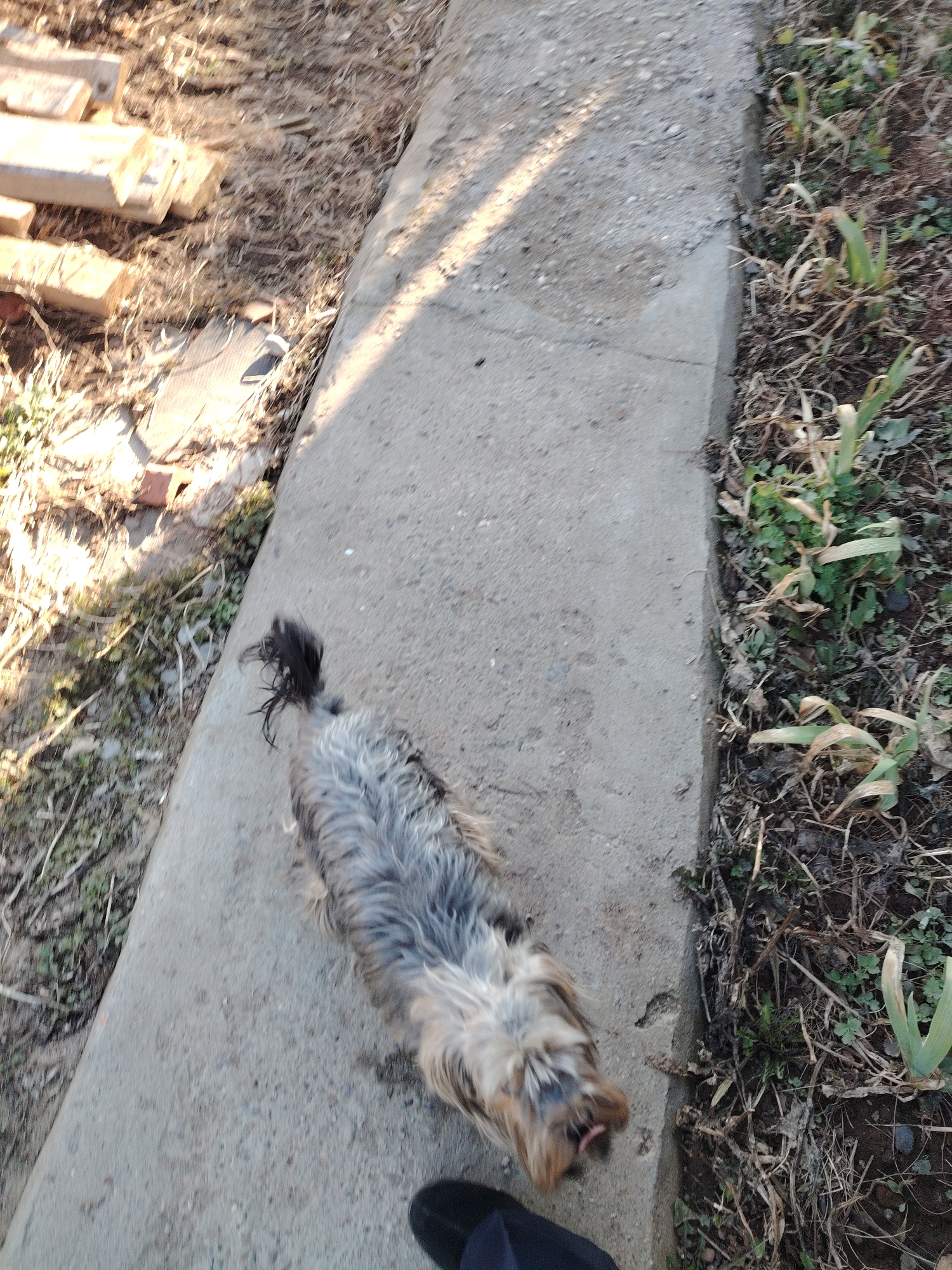 A blurry, high-angle shot depicts a small dog with gray and brown fur, possibly a terrier mix, walking on a concrete curb. The dog's tongue is slightly visible. A black shoe is visible near the bottom of the frame, suggesting the perspective of the person taking the picture. To the left of the curb, there is a patch of ground with some wood scraps and dry vegetation. To the right, there is more dense vegetation, including some green shoots. Based on the types of plants, climate, and architecture in the picture, it may be possible for it to be located in Sarapul, Russia.