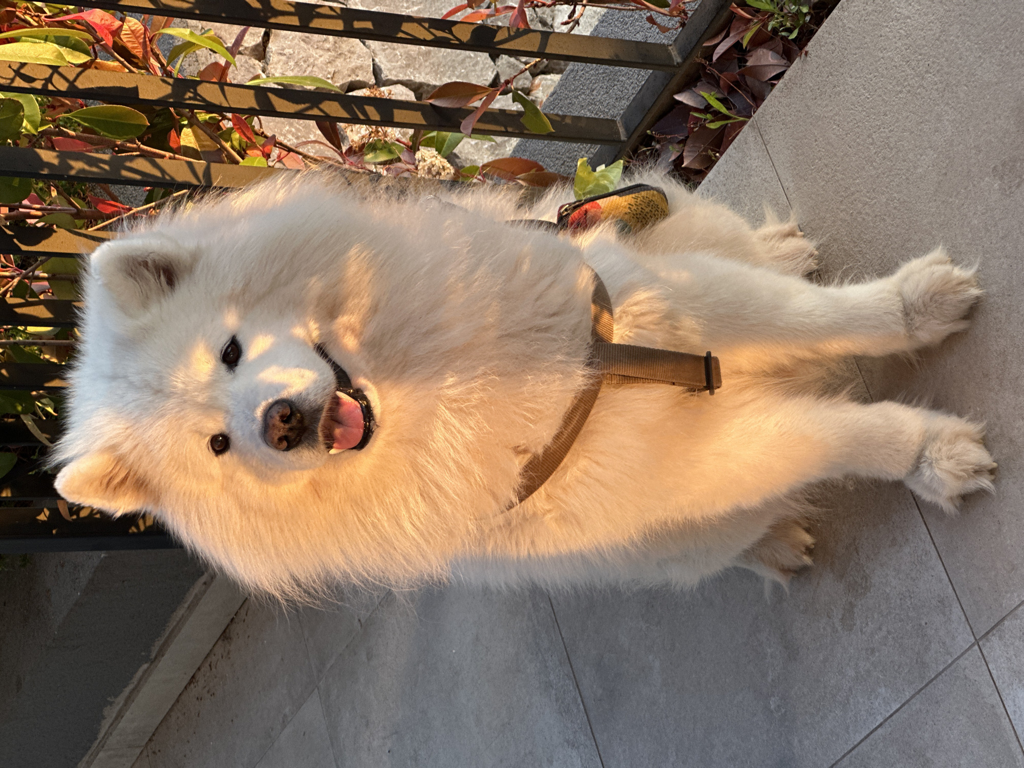 The image captures a fluffy white Samoyed dog lying on a light grey tiled surface in an outdoor setting, likely a patio or balcony, in Bar, Montenegro. The dog is positioned with its body generally horizontal across the frame, looking up towards the camera. Its mouth is open, revealing a pink tongue and visible teeth, while its dark eyes convey a happy, smiling expression.
The dog's thick, white fur is strongly illuminated by warm, golden light, suggesting late afternoon or early morning sun (golden hour), which creates soft highlights on its coat and casts distinct shadows on the tiled ground. A dark brown harness is visible on the dog, and a small, colorful object—possibly a grooming brush with yellow, red, and green accents—rests on its back, potentially tucked into the harness or fur.
In the background, a dark metal fence or railing is partially visible, with shadows extending onto the ground and the dog. Behind the fence, a mix of green and reddish-brown foliage can be seen, indicating surrounding vegetation. The dog's front paws are resting on the tiled surface. The overall mood is cheerful and serene, enhanced by the natural, warm lighting. There is no visible text in the image.