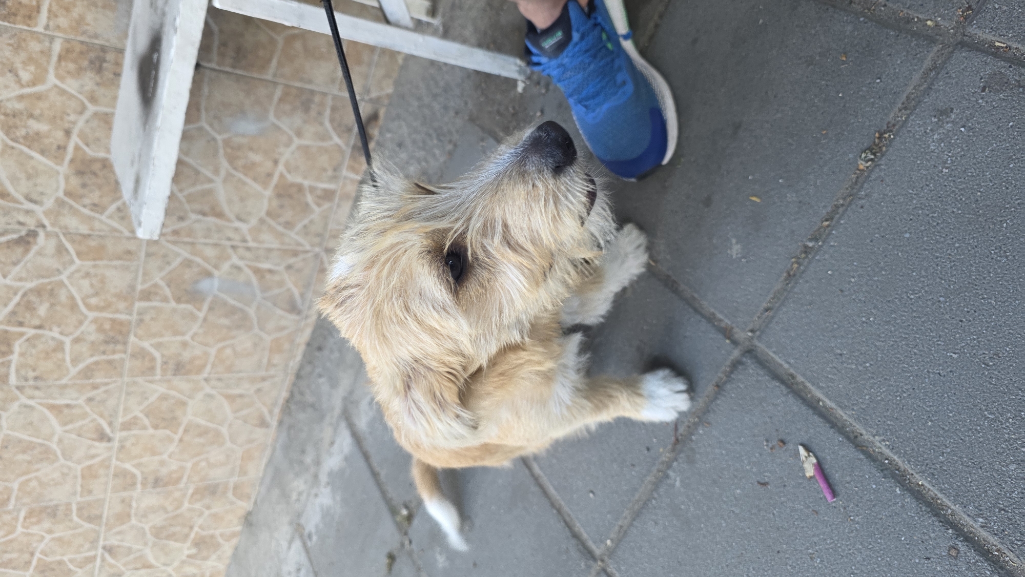 A tan, medium-sized dog with shaggy fur sits on gray pavement next to a blue sneaker. The dog is on a leash and is looking up. A small, purple object lies on the pavement nearby. To the left, the pavement changes to brown patterned tiles, and a white metal structure is visible. The location is likely an outdoor area in Blagoevgrad, Bulgaria.
