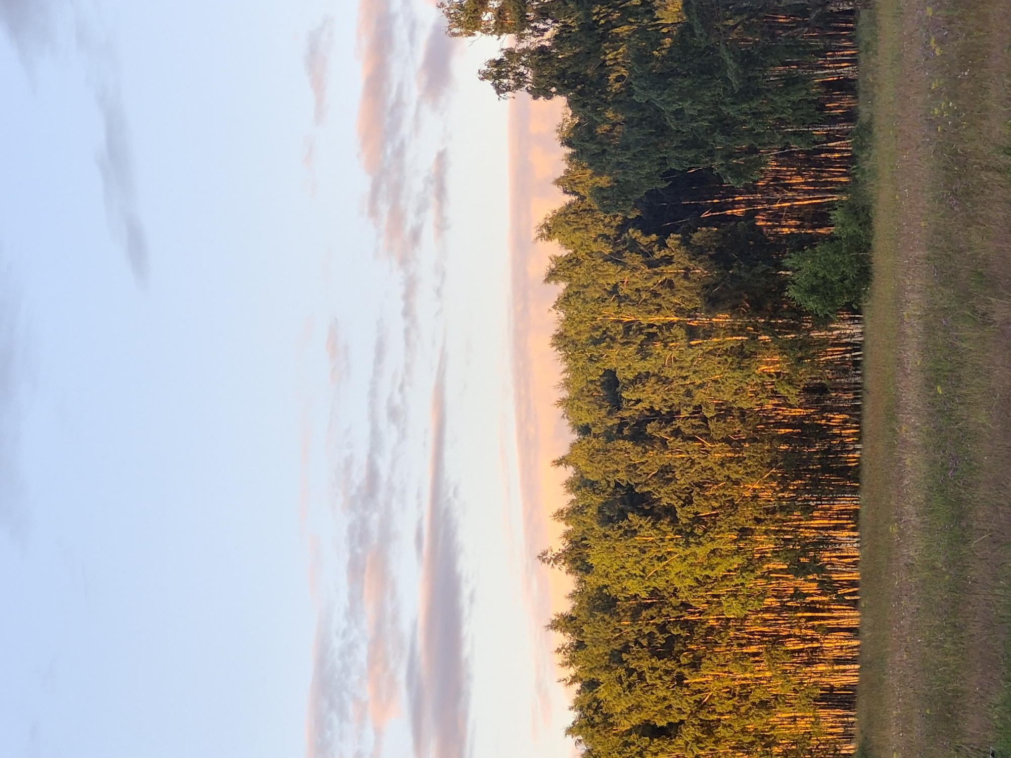 A serene landscape photograph depicts a line of trees bordering a grassy field under a pale blue sky with wispy clouds tinged with pink from the setting sun. The trees, a mix of birch and other deciduous varieties, are illuminated by golden hour light, casting long shadows and highlighting the textures of their bark and leaves. The field in the foreground is covered in a dense layer of grass and wildflowers, with some taller stalks of vegetation swaying gently. The overall impression is one of tranquility and natural beauty, characteristic of the rural outskirts of Sooblase, Estonia. There are no people or animals visible in the image.
