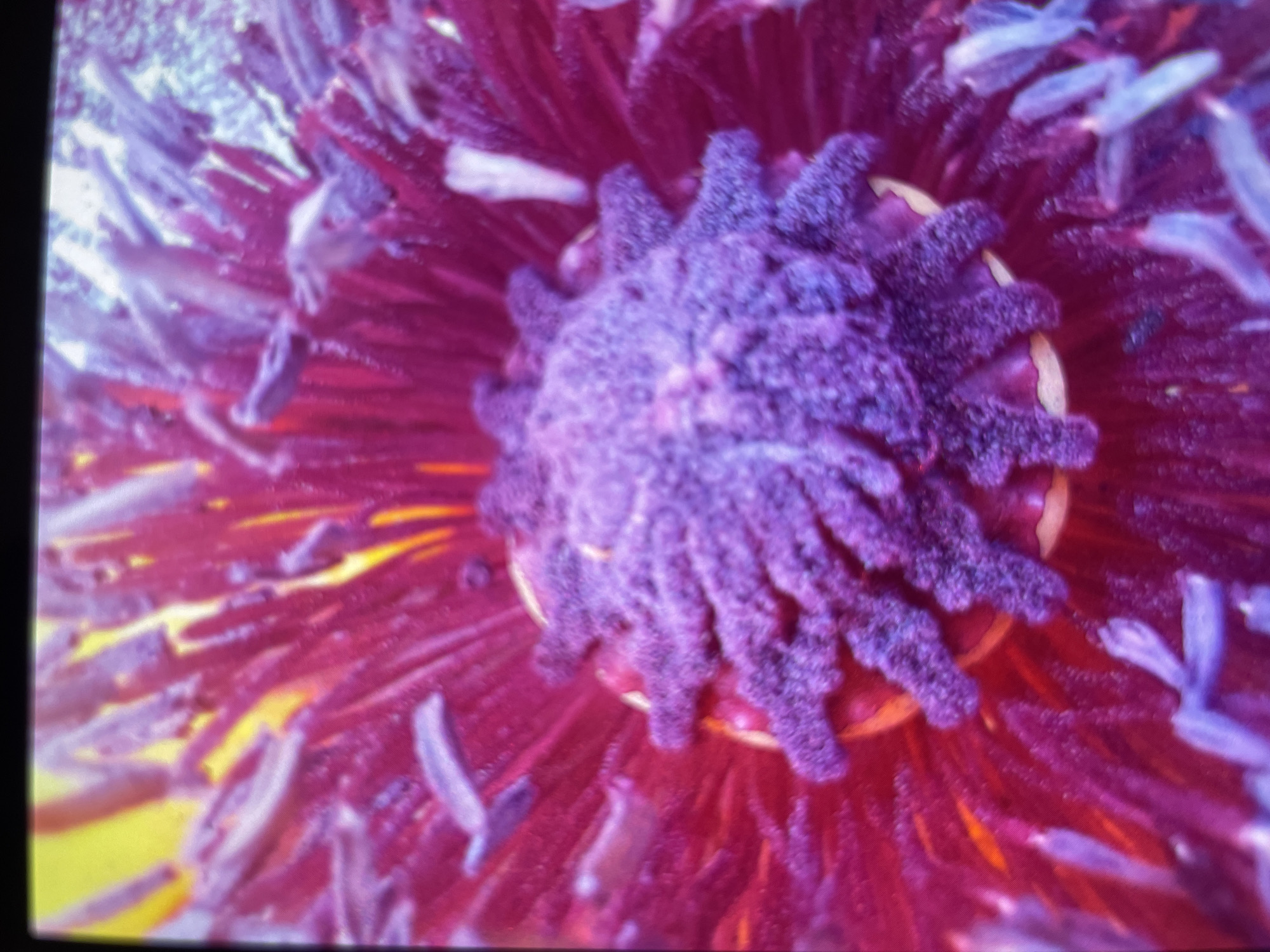 The image is a close-up, macro photograph of the center of a vibrant purple flower, likely a poppy, with a yellow background. The flower's pistil is a fuzzy, star-shaped structure in shades of deep purple, covered in fine, hair-like filaments. Radiating outwards from the center are numerous dark pink petals, some tipped with a lighter purple hue. The background is a soft, blurry yellow, suggesting bright light filtering through the petals. The image quality is somewhat degraded, appearing pixelated and slightly out of focus, potentially due to the photograph being taken on a screen or of a low-resolution digital display. There is no indication of Laishevo, Russia, or any urban environment in the image.