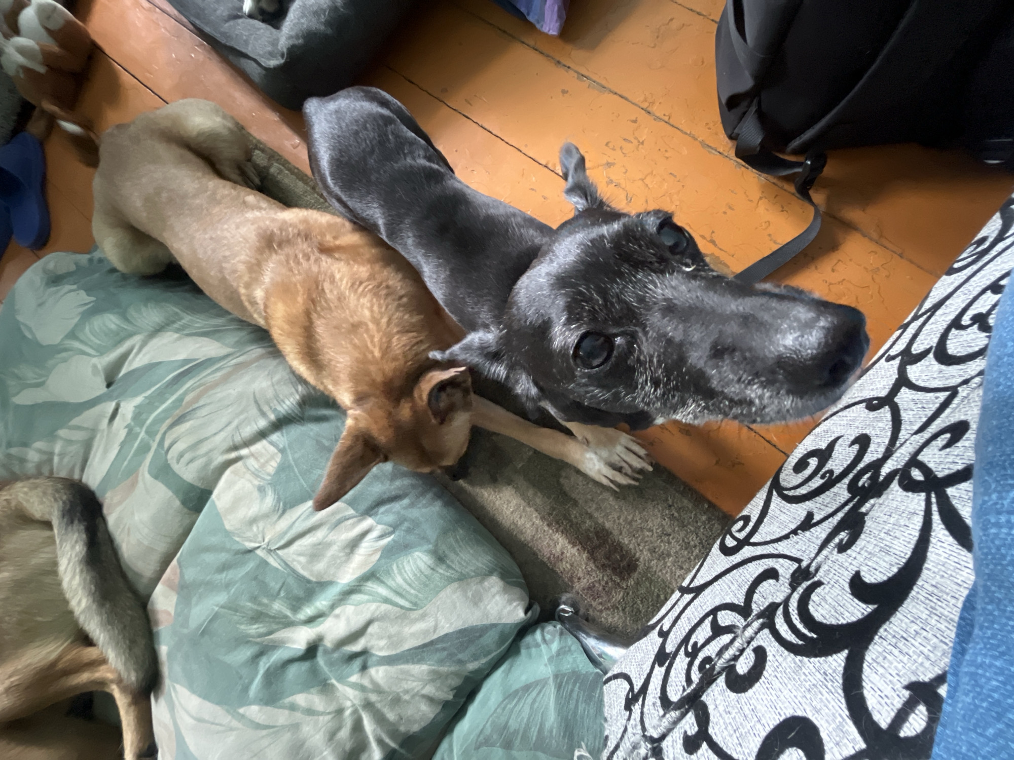 Two dogs are lying on a floor covered with a rug and a patterned blanket. A tan dog is lying on its side, stretched out on the blanket, with its head resting on the rug. A black dog is lying on its back, with its head facing the camera and its body partially on the rug and partially on the floor. The floor is made of wooden planks. A black bag is visible to the right of the black dog. The scene appears to be indoors, possibly a home. There is no information available about the specific location in Nizhny Tagil, Russia.