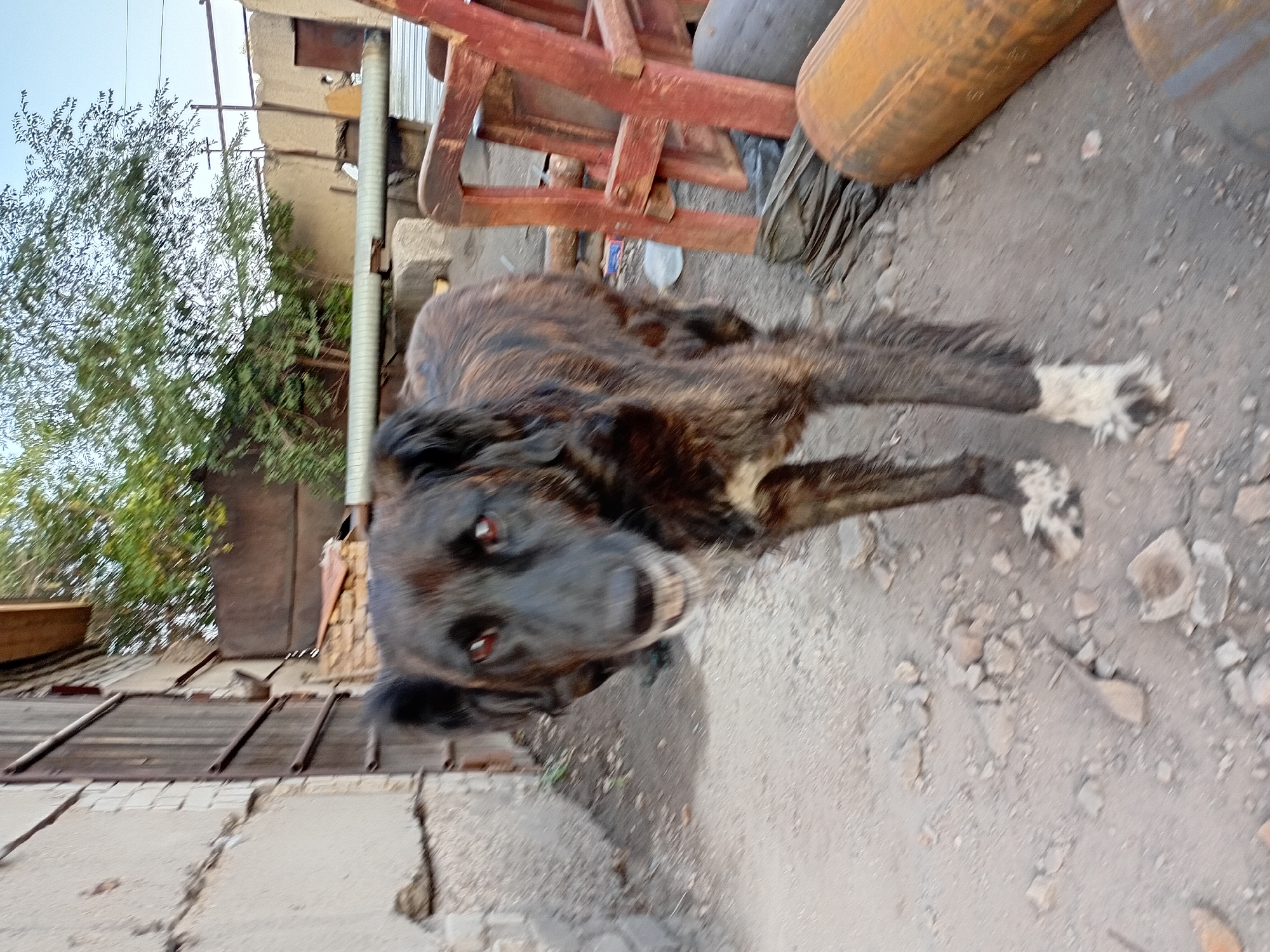 An adult dog, with dark brown and black brindle fur, stands in a dusty, outdoor area. Its eyes are red and its mouth is slightly open, revealing teeth. The dog's front right paw has white markings. The background features a weathered wooden gate, a building with cracked concrete walls, a metal pipe, and wooden chairs. The scene suggests an urban or semi-urban setting in Semey, Kazakhstan, likely an industrial or storage area due to the presence of pipes and industrial materials. The lighting indicates it is daytime.