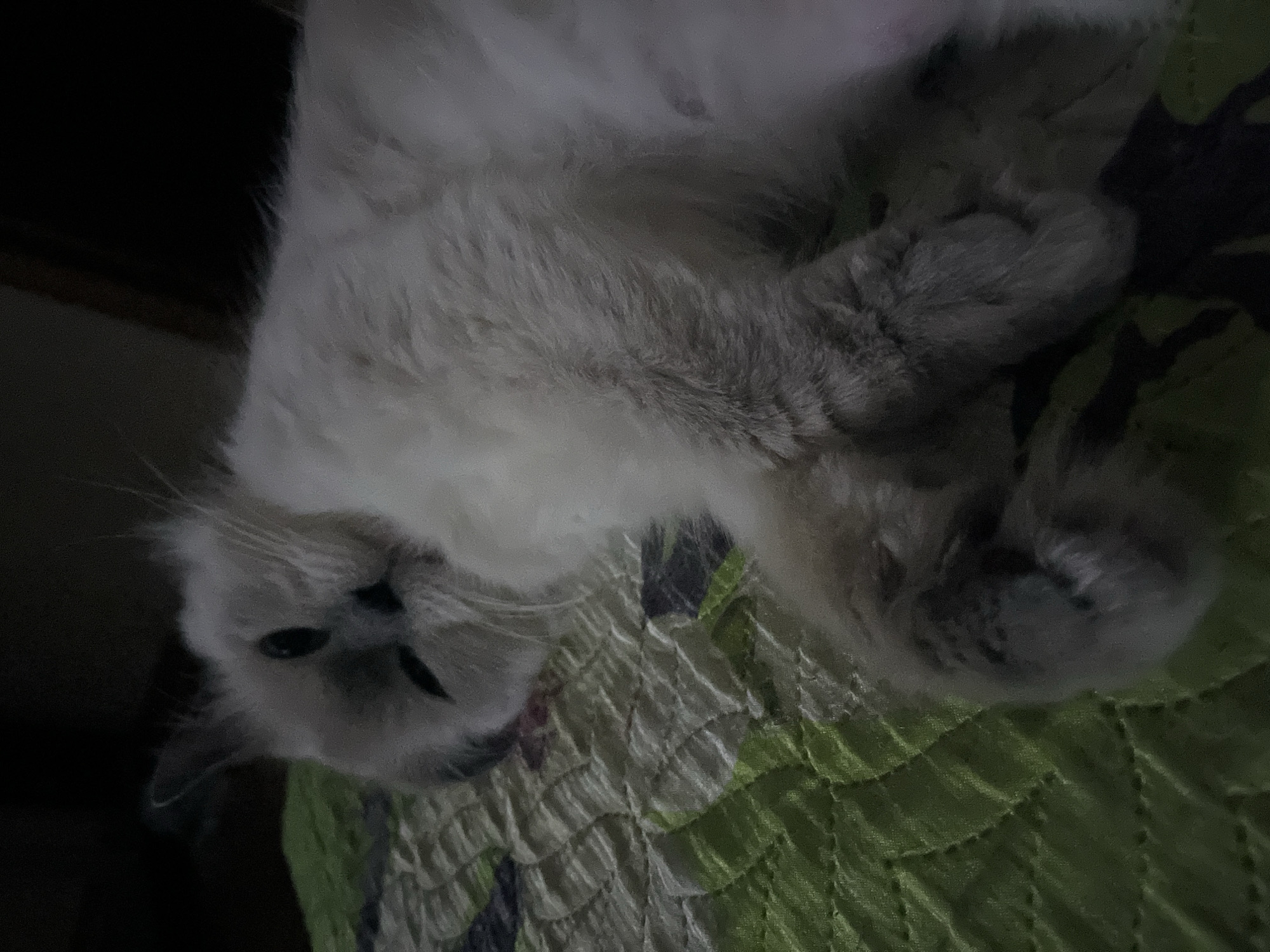 A light-colored cat with grey markings is lying on its back on a quilted green and grey surface. The location is not identifiable as Chaikovsky, Russia based on the image provided.