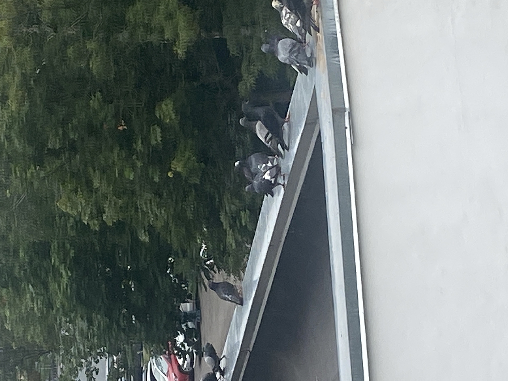 The image depicts a flock of pigeons perched on a metal railing overlooking a parking lot with cars and a backdrop of lush green trees. In the foreground, a grey, flat surface, likely a rooftop, is visible. The pigeons are varied in color, predominantly grey with some showing white markings. One pigeon stands out with its head bowed and tail feathers slightly raised, while others are gathered in small groups, some appearing to be preening or resting. The scene is shot from a slightly elevated perspective, suggesting the photographer is on a higher level. The environment appears to be an urban setting, possibly on the outskirts of a city, given the combination of urban infrastructure and natural elements. The lighting suggests it is daytime, with overcast conditions. The image does not contain any identifiable landmarks or features that would specifically place it in the city of Brest, Belarus, beyond what can be inferred from a general urban parkland setting.