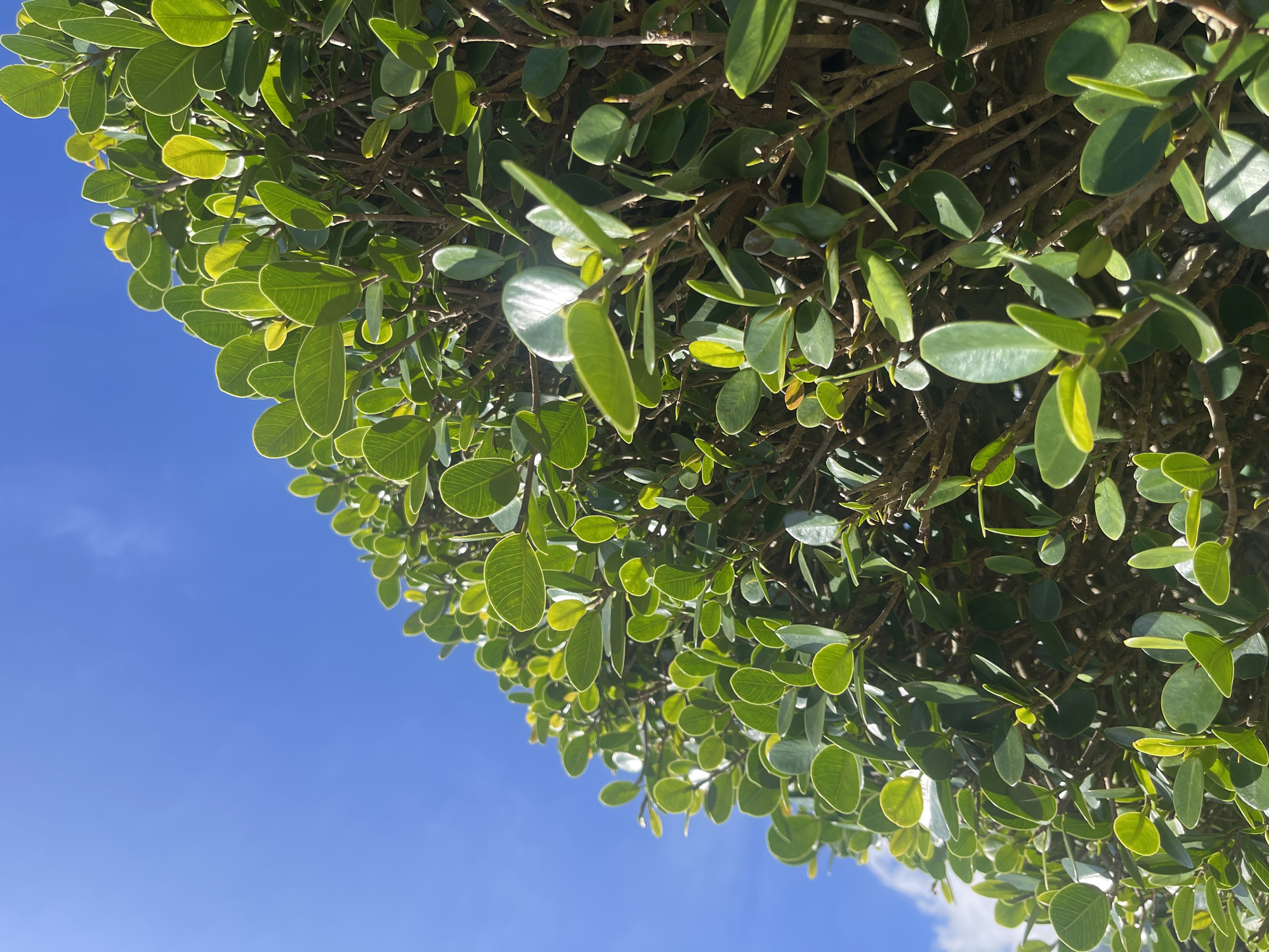 The image depicts green foliage against a bright blue sky. The leaves are small, rounded, and have a distinct light green border. They appear dense, obscuring the branches beneath. The sky is mostly clear, with a hint of a light cloud visible. The location cannot be determined to be Kledung, Indonesia, from the image alone.