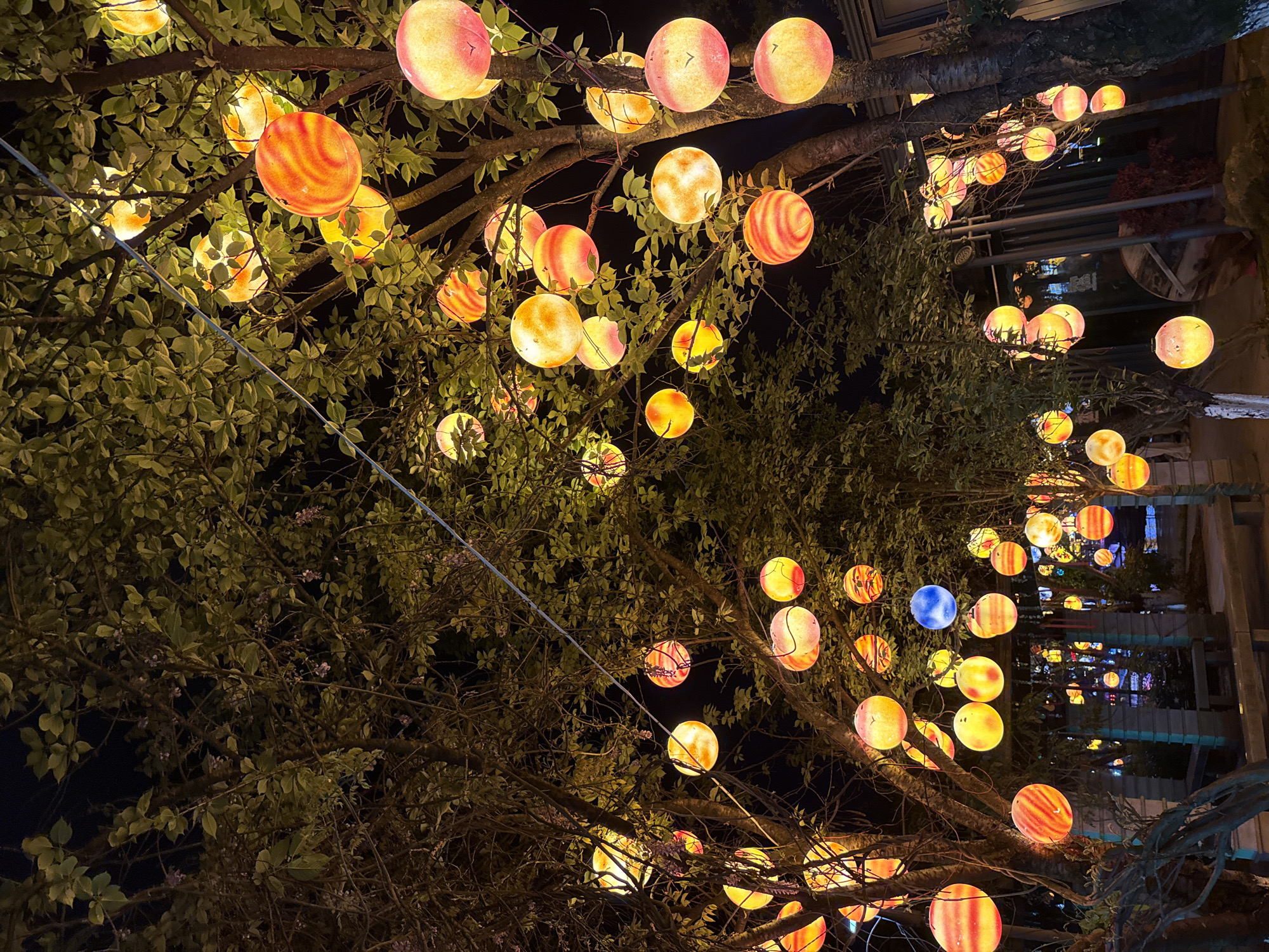 This media file captures a vibrant night scene illuminated by numerous spherical lanterns hanging from trees. The time of day is clearly night, as indicated by the dark sky and the glowing lights.
The primary subjects are the illuminated lanterns and the dense foliage of the trees from which they hang. The lanterns vary in size and color, predominantly featuring warm tones of yellow, orange, and red, with some exhibiting swirling or striped patterns. A few distinct blue lanterns are also visible, providing a cool contrast. These lanterns are artfully suspended among the branches and leaves, creating a magical, canopy-like effect. The trees themselves appear robust with visible trunks and branches, adorned with abundant green leaves, some of which are subtly lit by the lanterns.
No people are visible in the image. The scene suggests an outdoor decorative display, likely part of a festival, celebration, or to create an inviting evening ambiance. The overall impression is one of festivity, warmth, and wonder. In the background, hints of structures and additional distant lights can be seen, suggesting an urban or semi-urban setting beyond the immediate treeline.
Based on the provided context, the location is Wulingyuan, China, fitting with the cultural significance of lanterns in East Asian celebrations. There is no visible text in the image.