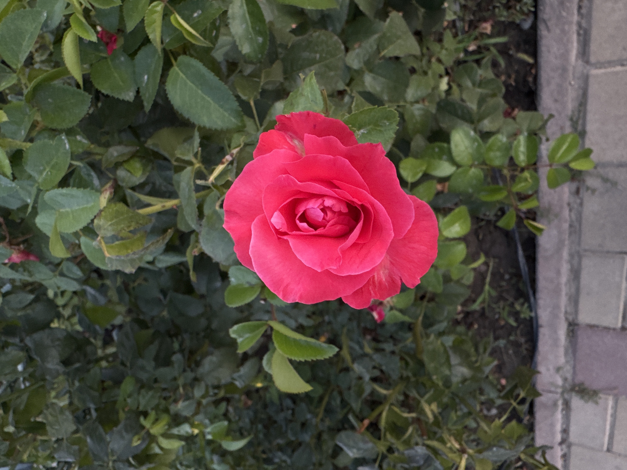 An overhead shot captures a vibrant pink rose in full bloom, centered against a backdrop of lush green foliage. The rose, with its tightly packed petals forming a central spiral, appears to be the primary subject. The surrounding leaves exhibit a variety of shades of green, some lighter and some darker, suggesting different textures and possibly ages. The lighting suggests it is daytime, with the light illuminating the rose from above and slightly to the right. In the lower portion of the image, a textured pathway or border, composed of rectangular paving stones in muted tones of gray and tan, is visible. This pathway leads the eye away from the rose and into the lower edge of the frame. The scene is outdoors, likely in a garden or park setting. The presence of the rose and foliage, combined with the paved pathway, hints at a cultivated outdoor space, potentially within a residential area or a public park within Bishkek City, Kyrgyzstan. There are no people or discernible actions taking place in the image.