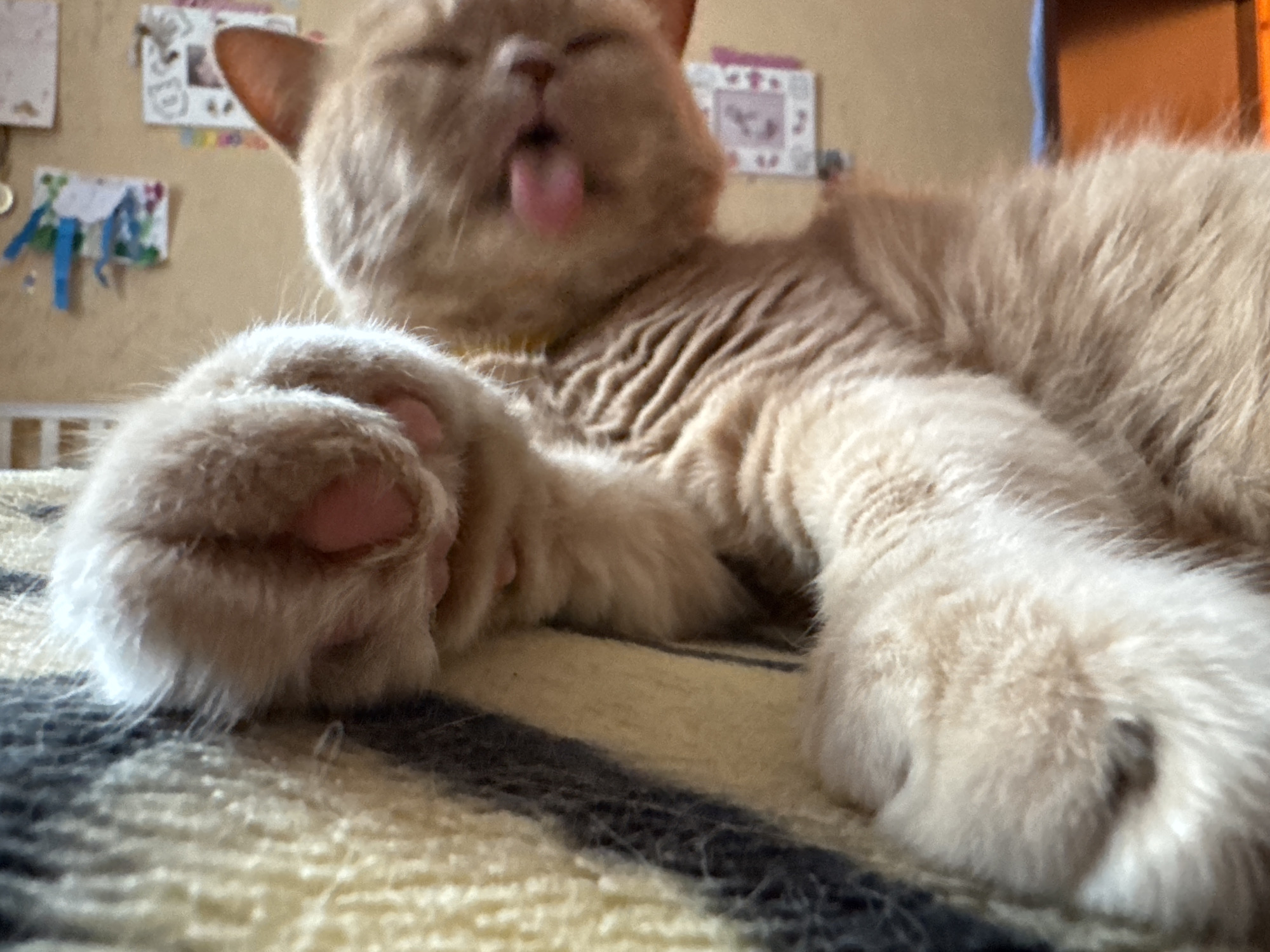An eye-level, medium shot captures a ginger cat with its eyes closed and tongue sticking out, lying on a striped blanket. The cat's left paw is prominently in the foreground, its toe beans clearly visible. The background is a slightly out-of-focus wall adorned with various colorful decorations, suggesting an indoor domestic setting. The lighting is natural and soft. The image was taken in Unknown, Unknown.