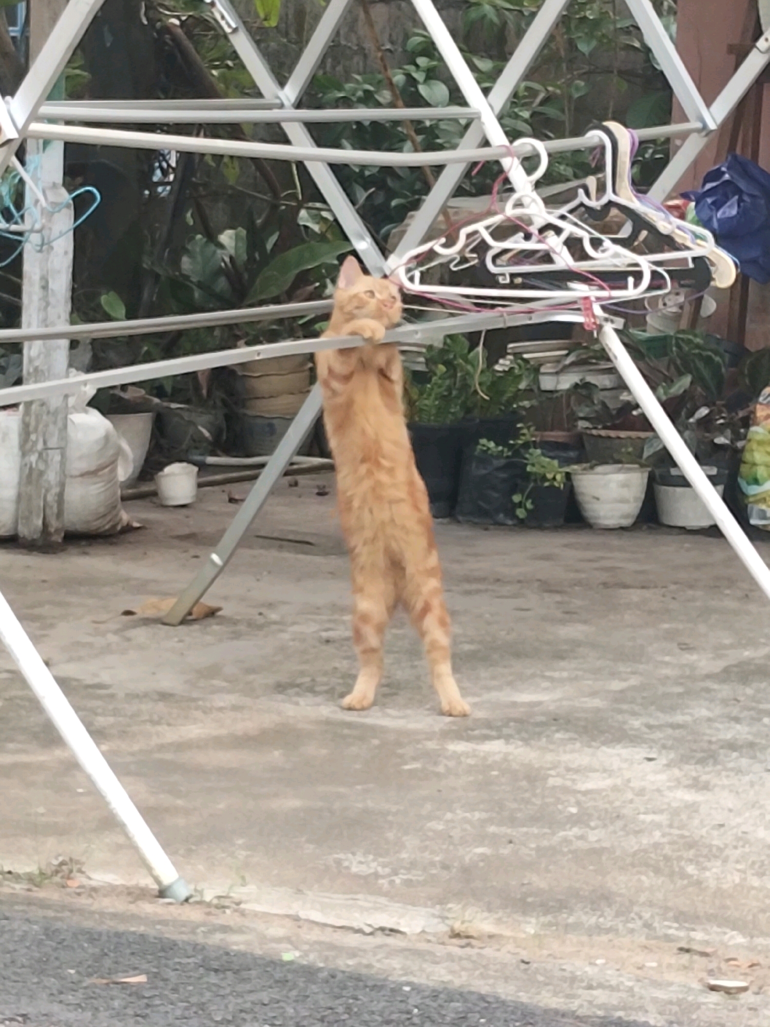 In Arang Limbung, Indonesia, an orange tabby cat stands on its hind legs, clinging to a horizontal metal bar of a clothes drying rack. The cat is positioned in the center of the frame, with its front paws resting on the bar. Behind the cat, several clothes hangers are attached to a higher bar. The background consists of green foliage and potted plants. The ground is a concrete surface. A white cylindrical object and a large white sack are visible to the left of the cat. The scene appears to be outdoors in a residential or utility area.