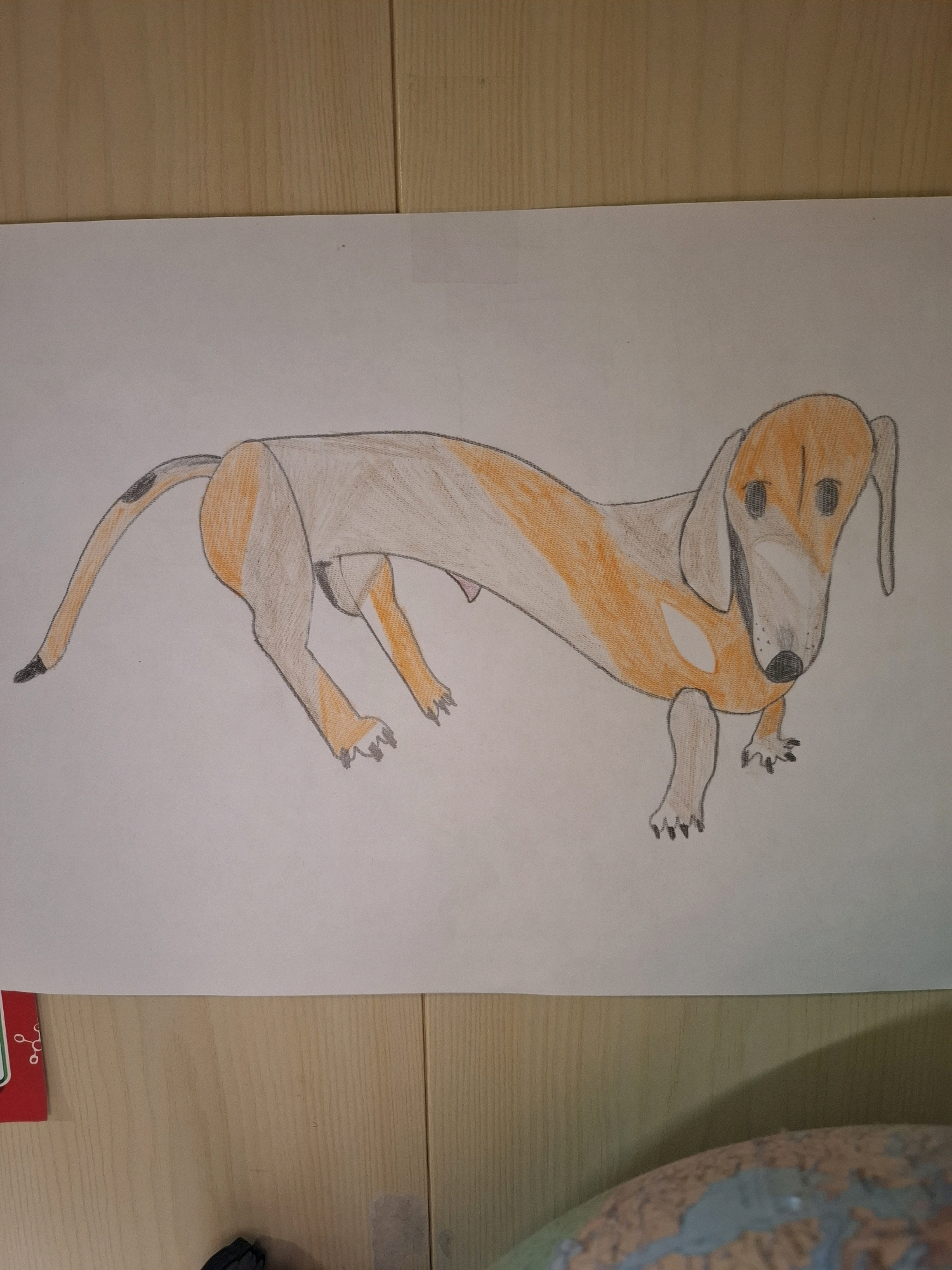 A drawing of a long-bodied dog, possibly a dachshund, is centered on a white piece of paper. The dog is depicted in profile, facing to the right, with its body colored in shades of light brown and orange. It has four legs, a long tail, and floppy ears. The drawing appears to be made with colored pencils. The paper is lying on a light-colored wooden surface, likely a table or desk. The background shows the grain of the wood. A portion of a red object with a white design is visible on the left side of the frame, partially overlapping the paper. A blurred view of a globe is in the lower right corner of the image. There are no discernible landmarks or elements that would indicate a specific location in Tyumen, Russia. The scene is indoors and appears to be a casual setting, possibly a home or classroom.