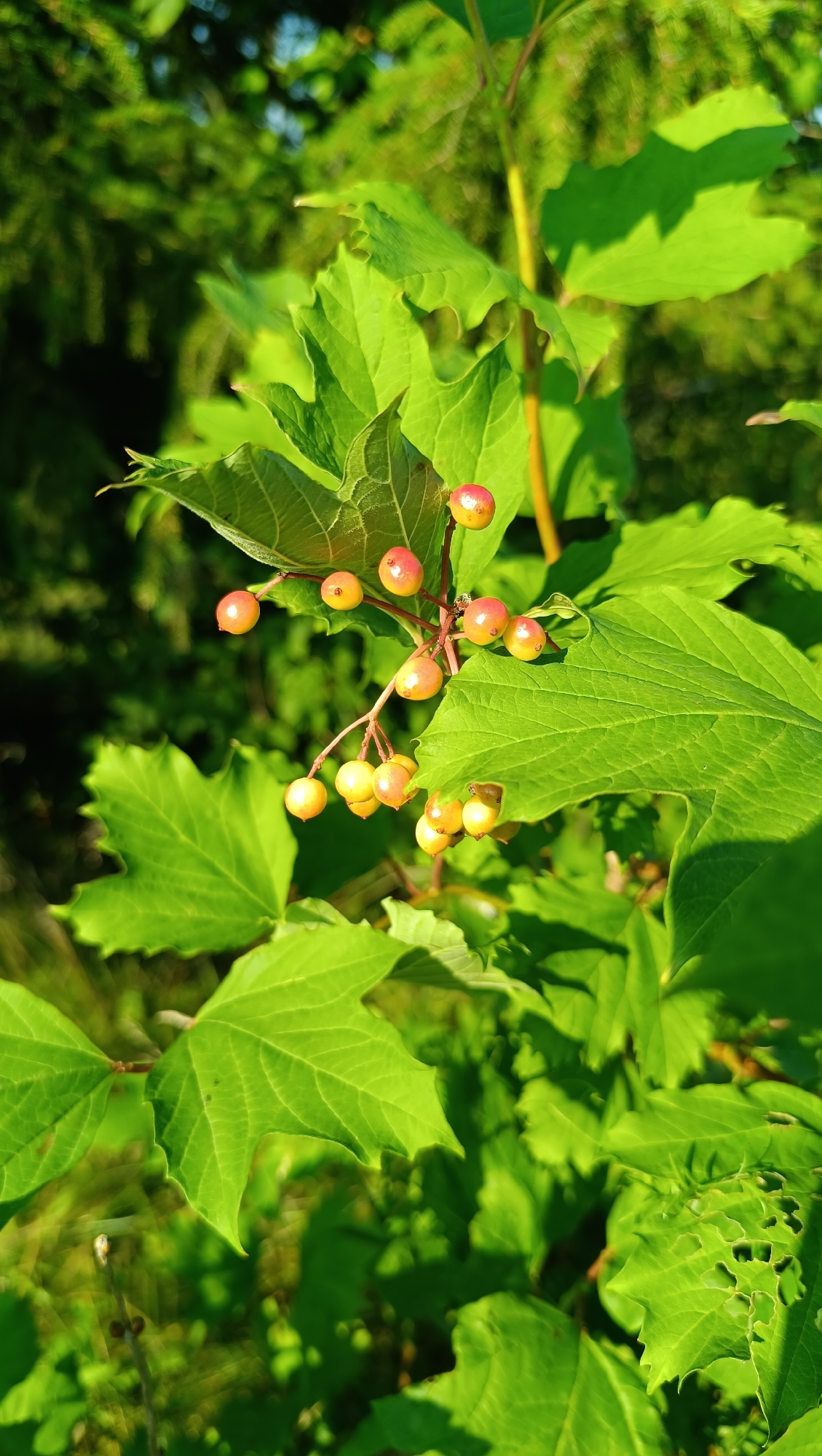 In the city of Karsha, Russia, a close-up photograph captures a cluster of unripe, red and yellow berries on a branch with vibrant green leaves. The berries, varying in color from light yellow to pinkish-red, are small and round, some showing a slight blush of red. They are clustered together on thin, reddish stems. The leaves are broad, lobed, and a deep green, with visible veins and serrated edges. The background is a softly blurred mix of green foliage, suggesting a natural outdoor setting, likely a park or a garden, bathed in bright sunlight that casts dappled shadows.