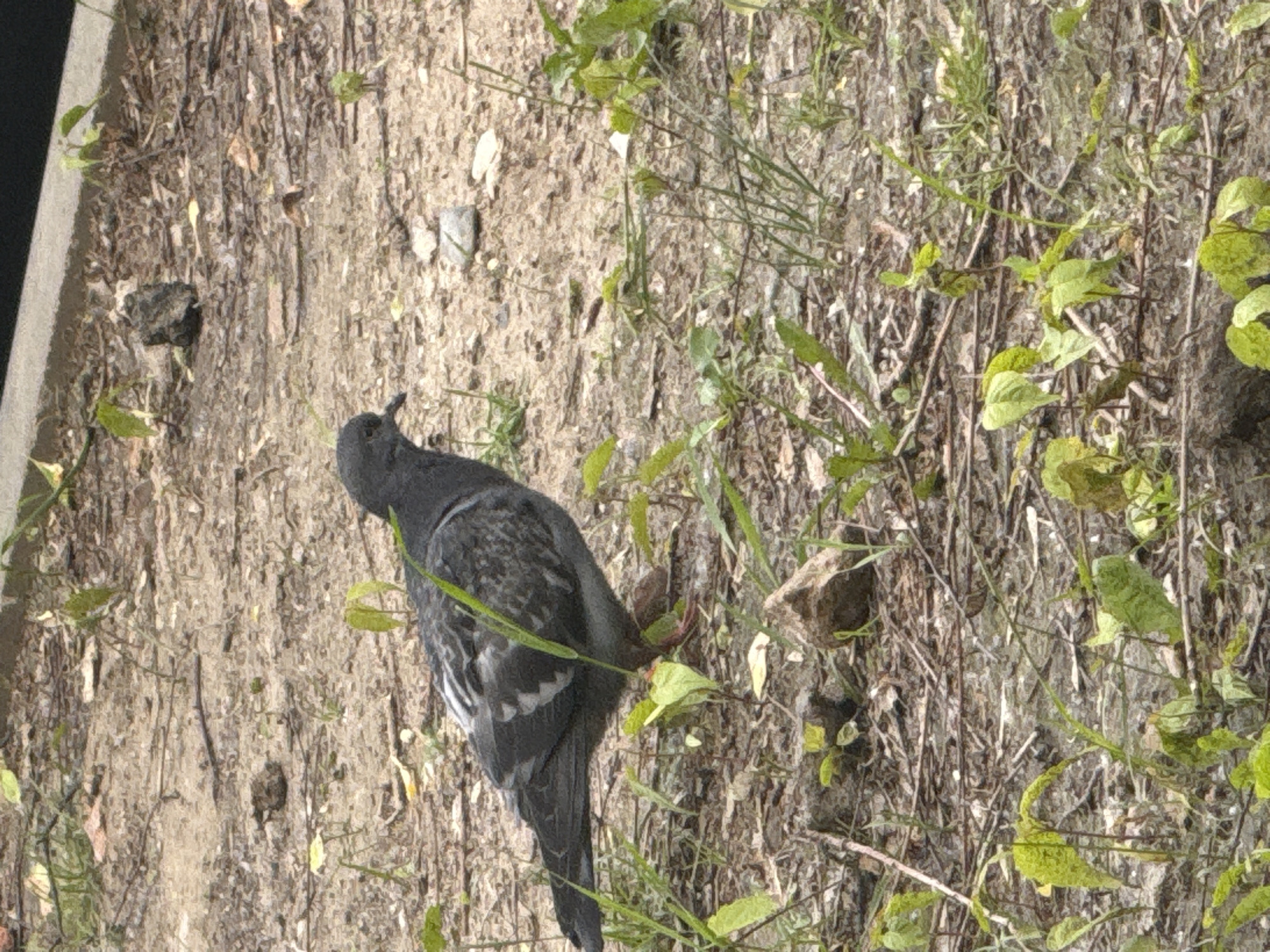 A pigeon stands on a dirt and grass surface. The location appears to be outdoors. The location in the city of Moscow, Russia is not discernible from the image.