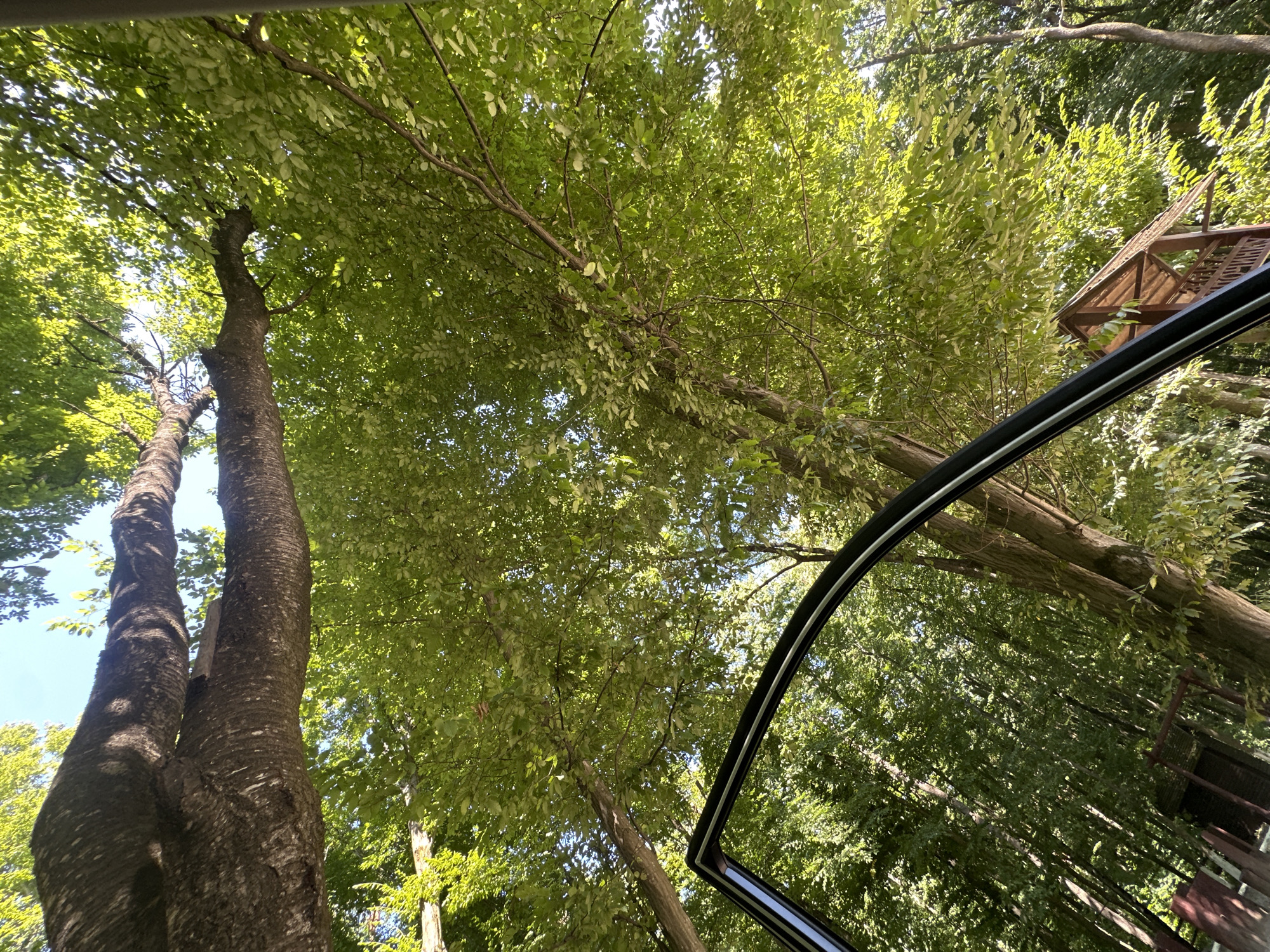 The image depicts a low-angle shot looking up into a dense canopy of green trees. The sun is shining through the leaves, creating dappled light. In the foreground, the black frame of an open car door is visible, angled upwards. To the right and slightly behind the car door, a small wooden gazebo or shelter with a brown roof is partially visible amidst the trees. The environment appears to be a natural setting, possibly a park or a wooded area. The question states the location is in the city of Shatava, Ukraine, which suggests this could be a scene from a park or roadside in that region. There are no people or animals visible in the image. The trees are tall and mature, with thick trunks and branches. The overall impression is one of being enveloped by nature, viewed from the interior of a vehicle.