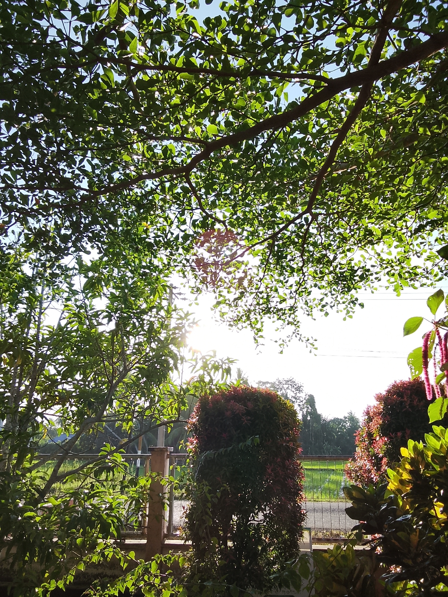 The image depicts an outdoor scene with lush green foliage dominating the foreground and mid-ground. Sunlight streams through the leaves, creating dappled patterns. In the background, a metal fence separates the viewer from a grassy area and a line of trees under a bright sky. The setting appears to be a residential or garden area. No people are visible in the image, and no specific urban landmarks that would pinpoint Blangcut, Indonesia, are identifiable. The composition is primarily natural elements, suggesting a tranquil, possibly suburban or rural environment.