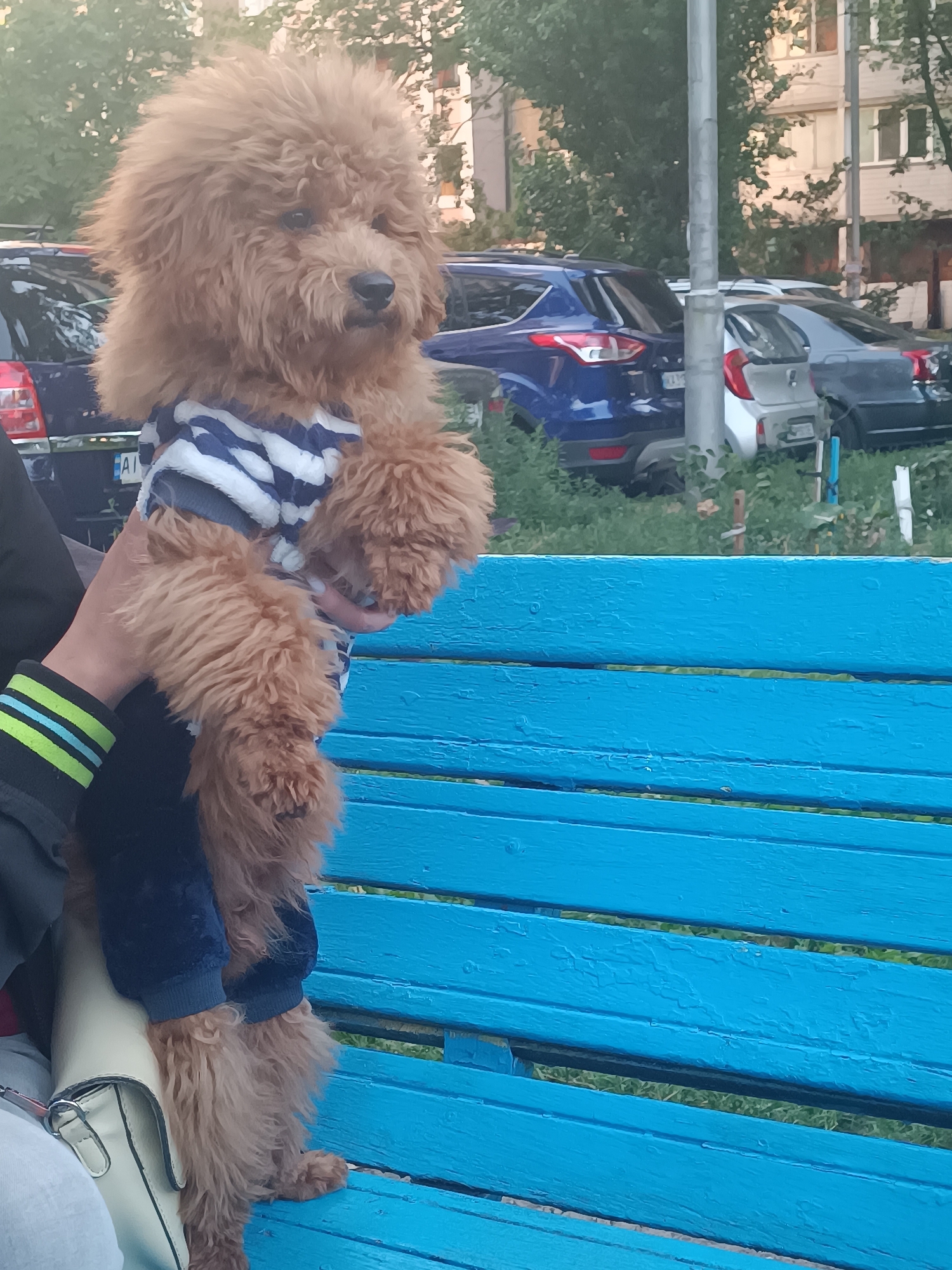 A light brown toy poodle wearing a blue and white striped shirt and dark blue pants is being held by a person on a bright blue wooden bench. The person's left arm, wearing a black jacket with green and blue stripes on the cuff, is visible. A cream-colored handbag rests on the person's lap. In the background, several cars are parked, including a blue SUV and a silver hatchback, with buildings and trees visible further back. The scene appears to be outdoors in a public area, possibly a park or residential courtyard, in Kyiv, Ukraine. The lighting suggests it is daytime, possibly late afternoon, with the sun casting a soft glow.