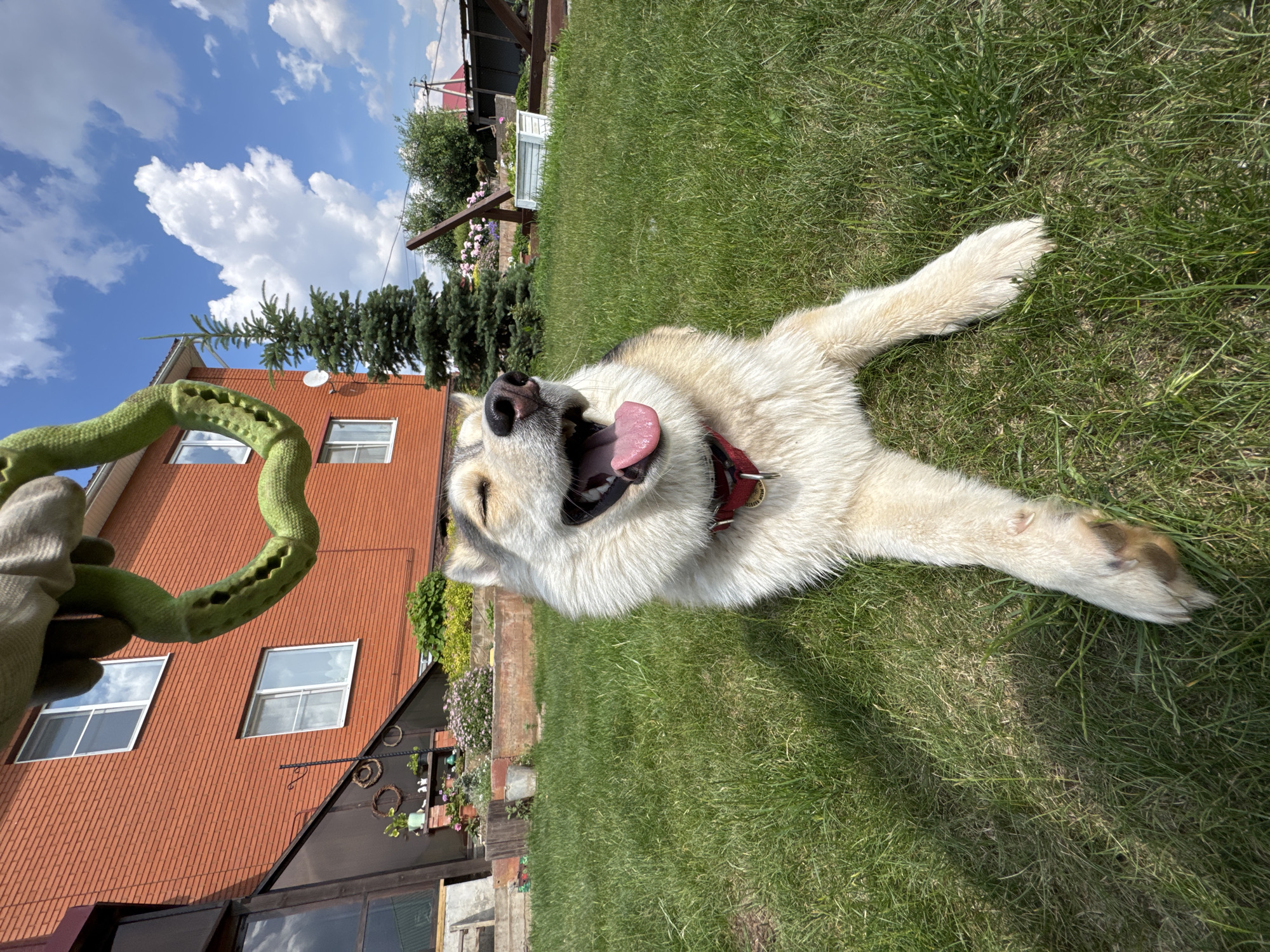 In a grassy yard in Priamkiy, Russia, a Siberian Husky lies on the lawn with its eyes closed and mouth open, panting happily. A green rope toy is held above the dog, suggesting an ongoing game of fetch. The dog wears a red collar with a tag. Behind the dog, a red brick house with white-trimmed windows stands under a bright blue sky with scattered white clouds. A small evergreen tree and various garden plants are visible in the yard, along with a wooden fence.
