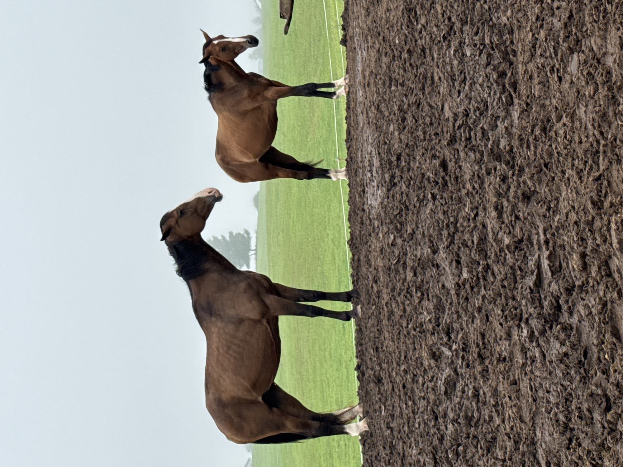 Two horses are standing on a muddy field in Galinė, Lithuania. The horse on the left is larger and darker brown, with its head turned to the right. The horse on the right is smaller and lighter brown, with its head lowered. Both horses have white markings on their faces. The background is a green field with some trees and a cloudy sky. The muddy field in the foreground is textured and uneven.