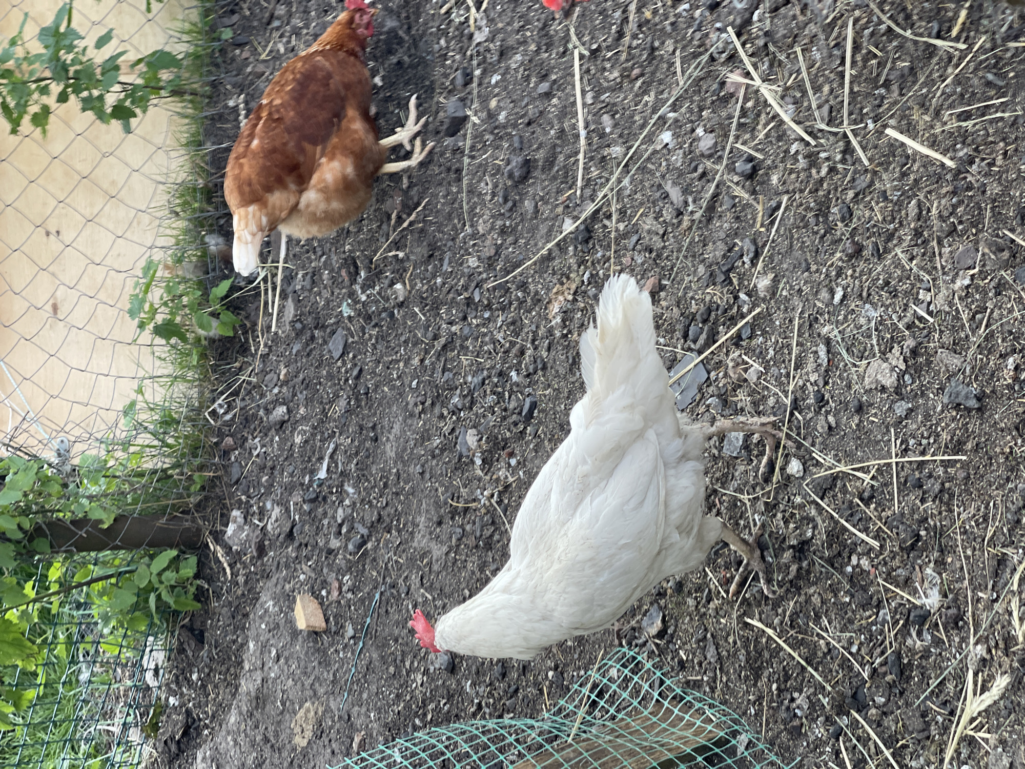 This media file shows two chickens in an outdoor, rural setting. One chicken is brown and red, and the other is white. They are standing on dark soil mixed with small stones and dry straw. The brown chicken is positioned in the upper left of the frame, with its legs visible. The white chicken is in the lower right, facing downwards as if foraging.
The scene appears to be within a fenced area, possibly a coop or run, as evidenced by a wire fence visible on the left side of the frame, with some green foliage growing near it. A section of green netting is also visible in the lower portion of the image, suggesting an enclosure. The ground is uneven and appears to be a mix of soil, debris, and organic matter.
There are no people visible in the image. The lighting suggests it might be daytime, possibly overcast or shaded, as there are no strong shadows. The environment implies a farm or backyard where chickens are kept. The activity shown is simply the chickens being present in their environment, with the white chicken actively looking for food. There is no visible text in the image. The location context provided is Заречный, Russia.