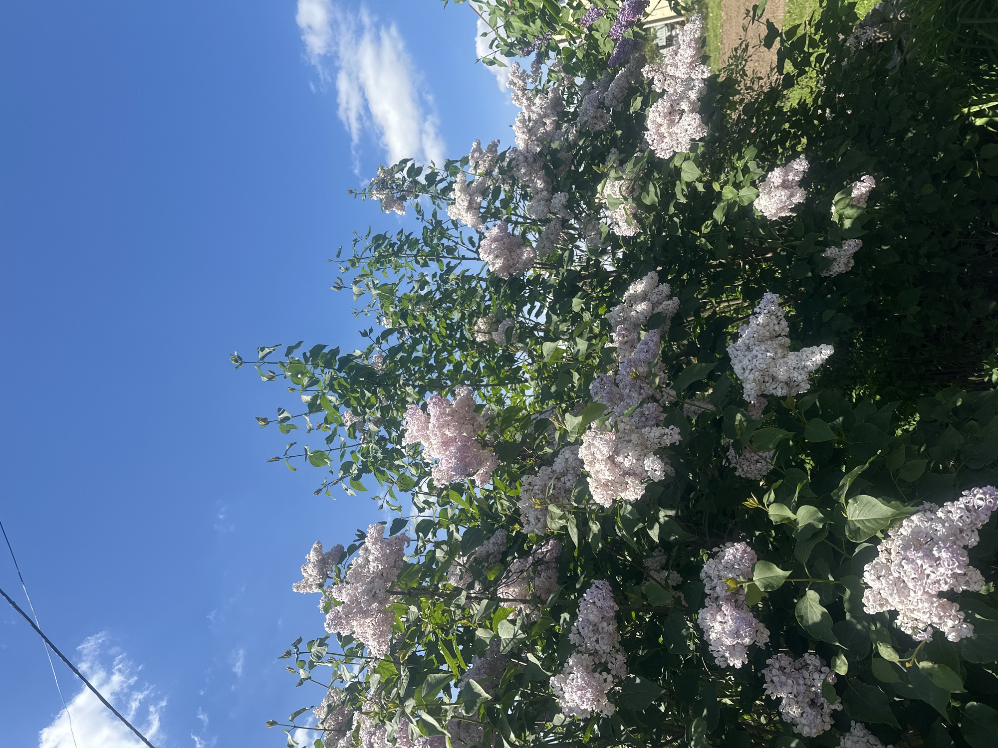 The image shows a lilac bush in full bloom with white and pale purple flowers against a bright blue sky with scattered white clouds. The lilac bush occupies the right side of the frame, with its branches extending towards the left. The sky is visible in the background and on the left side. A power line is visible in the lower left corner of the image. The exact location in Poltava, Ukraine cannot be determined from the image.