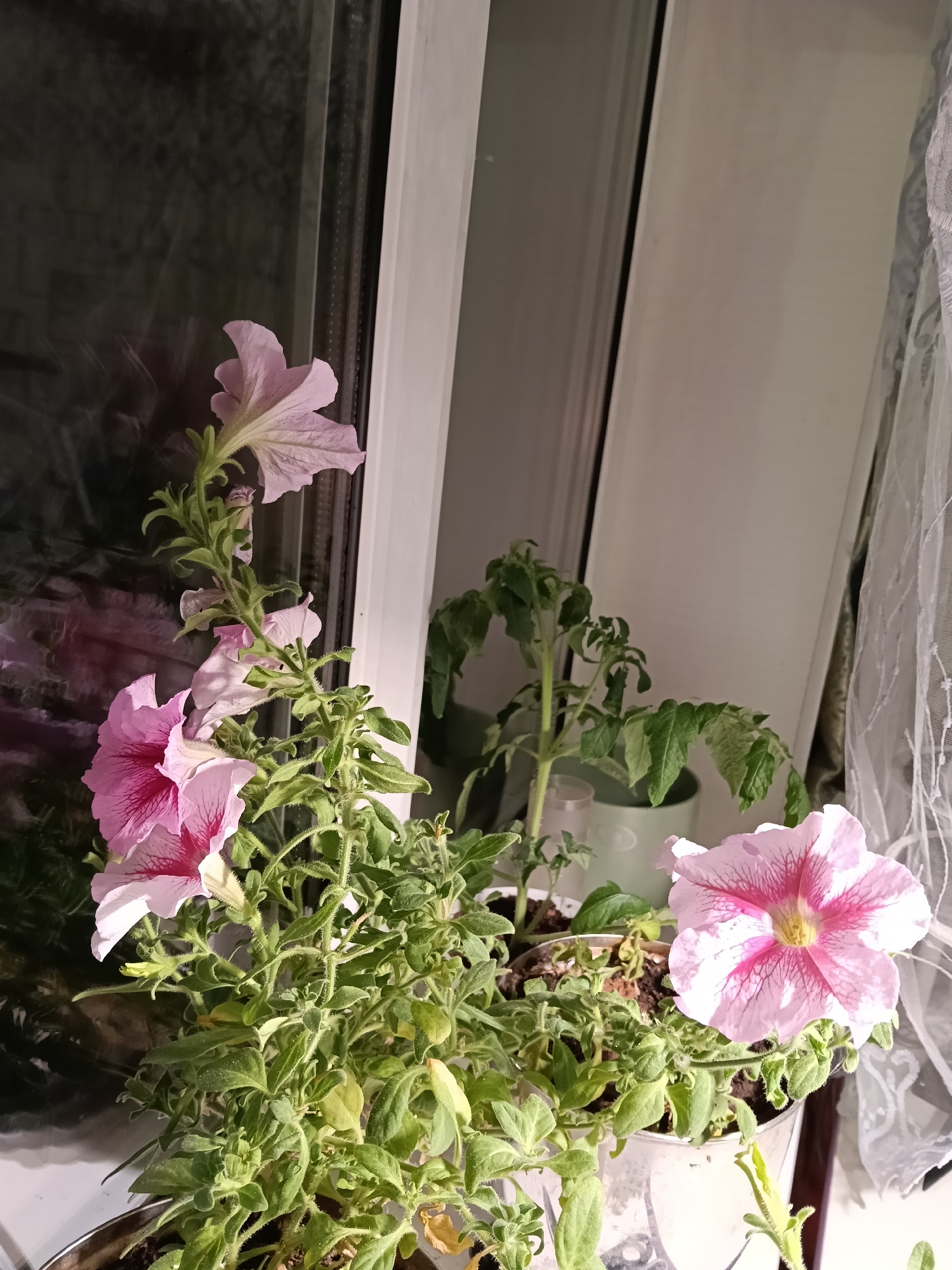 A window sill in a building in Красный Маяк, Russia holds two potted plants. In the foreground, a pot of pink and white petunias displays several blossoms and numerous green leaves. Behind it, a taller pot contains a less vibrant green plant with some drooping leaves. A lace curtain hangs to the right of the window. The glass of the window reflects an obscured scene.