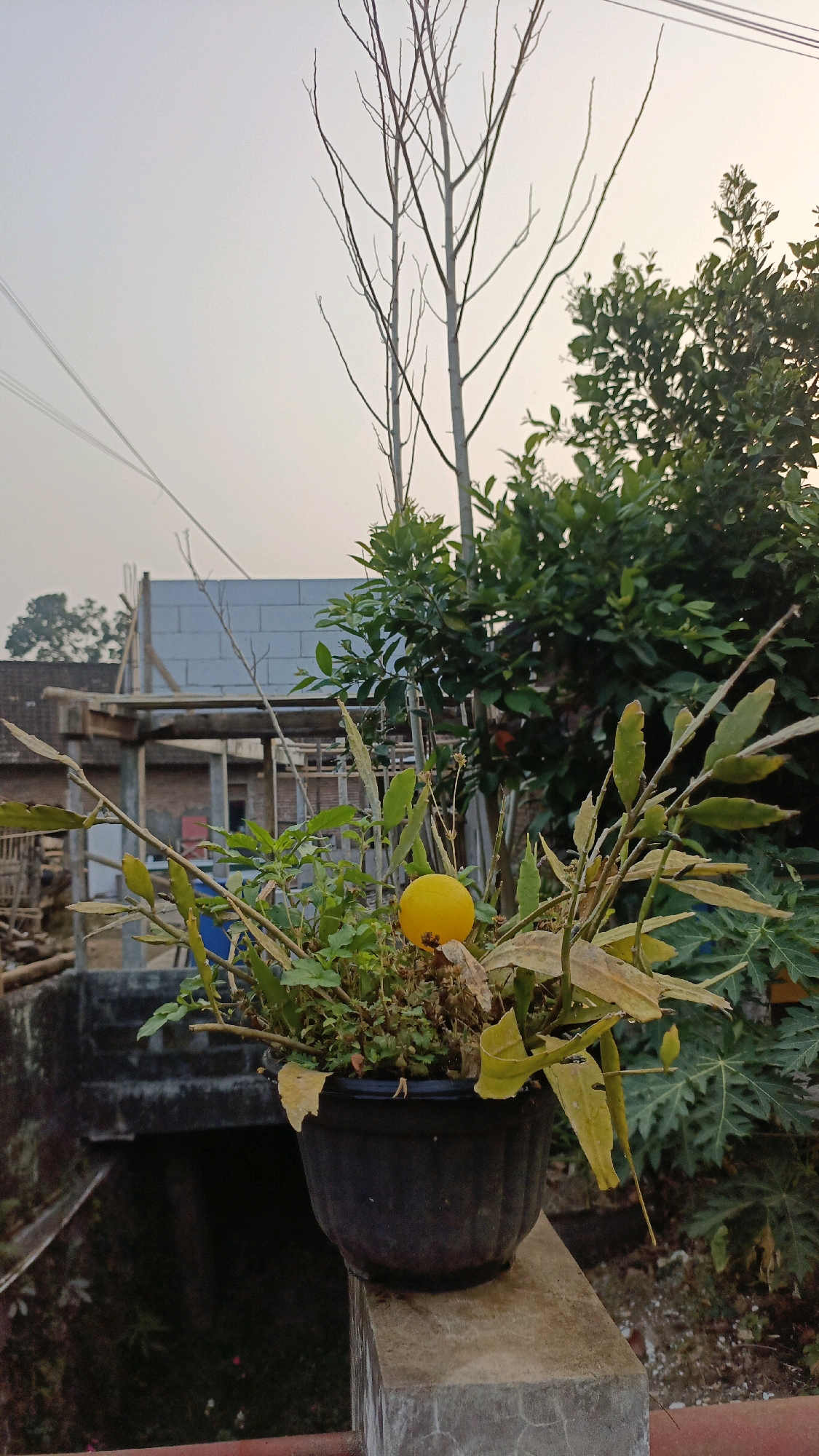 An outdoor, eye-level medium shot captures a potted plant with yellow leaves and a single, bright yellow fruit, possibly a small tomato or citrus, sitting on a concrete ledge. Behind the pot, a partially constructed building with white brick walls and wooden scaffolding is visible. Further back, lush green trees and leafless trees with thin branches reach towards an overcast sky. The scene appears to be in a residential area of Salatiga, Indonesia, given the architectural style and vegetation. The overall lighting suggests either early morning or late afternoon, with a soft, diffused light. There are no people or animals present in the frame. The foreground features the pot and ledge, while the background provides context of a developing structure and natural elements.