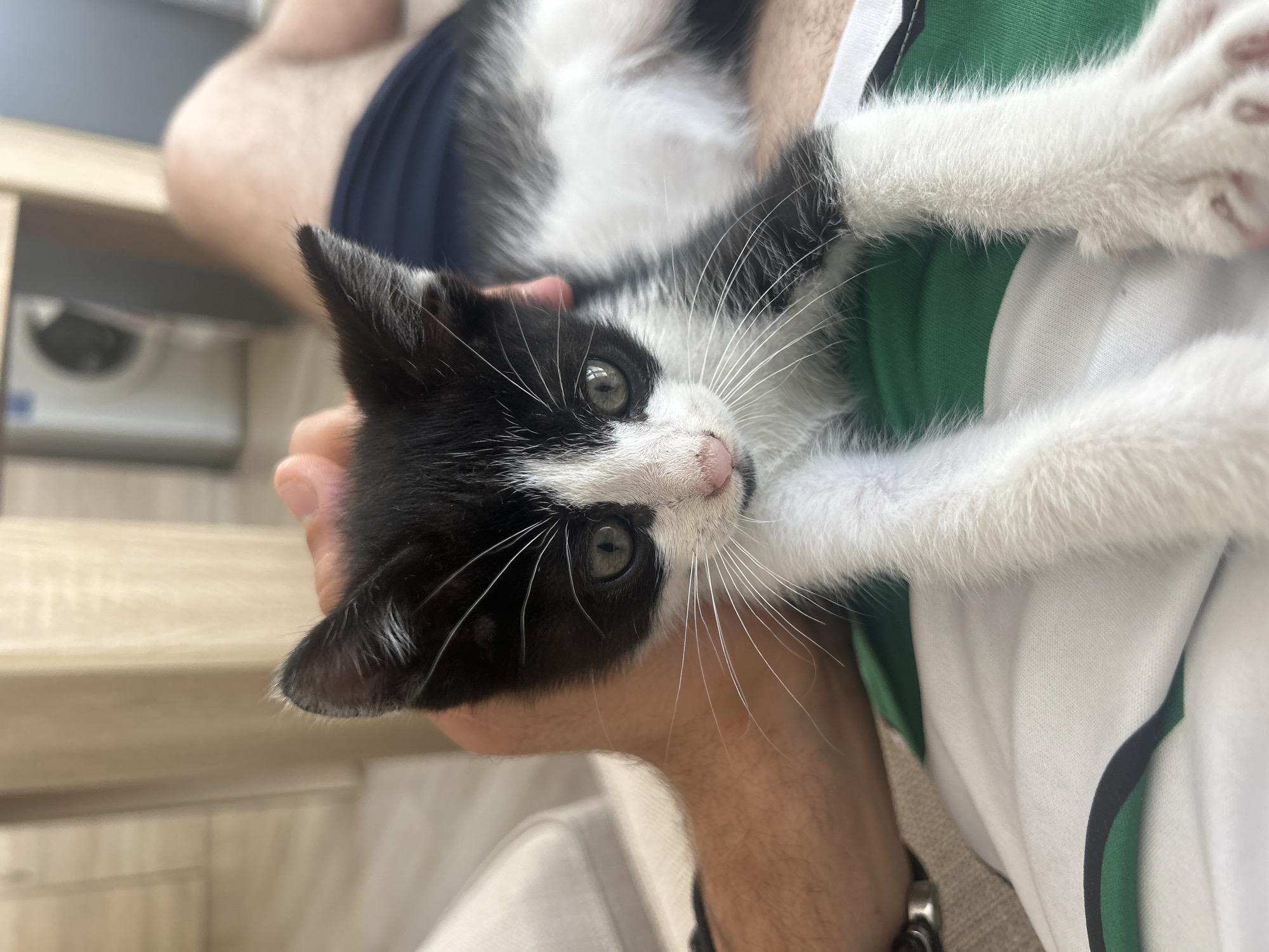 A black and white kitten is being held by a person's hand, resting on the person's lap. The kitten has green eyes, a pink nose, and white whiskers. The person is wearing dark blue shorts. The background shows a blurred indoor environment with wooden furniture and a washing machine. The image appears to be taken in a residential setting.