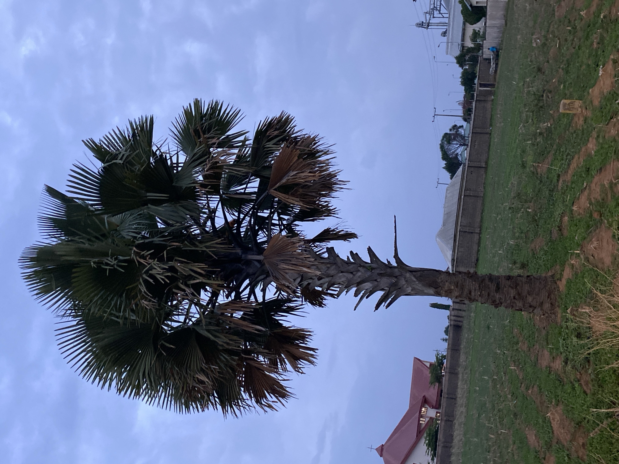 The image depicts a Borassus aethiopum (African Palmyra palm) in Kuru Dungus, Nigeria. The palm tree has a thick, dark-colored trunk with visible leaf scars and a crown of green and brown fan-shaped leaves. In the background, there is a green field, a building with a red roof, a fence, and utility poles against a blue sky. No people or interactions are visible.