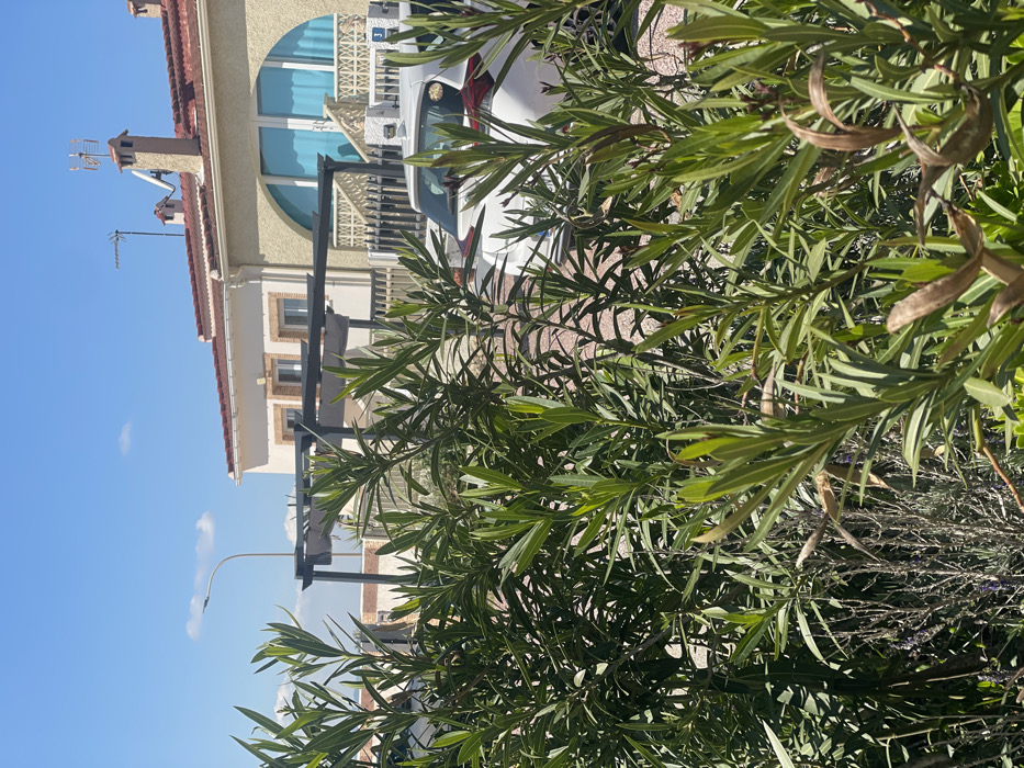 The image presents an outdoor residential scene in Urbanización Ciudad Quesada, Spain, under clear blue skies with minimal high-altitude clouds. The foreground is dominated by dense, vibrant green foliage, primarily consisting of oleander shrubs with elongated leaves, some exhibiting lighter new growth and scattered brown, dried elements. Patches of lavender with faint purple flowers are visible amongst the green foliage at the bottom left. Behind the foreground vegetation, a light-colored, possibly gravel or crushed stone, surface is visible, indicative of a driveway or unpaved area.
In the midground, a white hatchback vehicle is partially visible, parked with its rear section facing the viewer. Its taillights and a portion of the rear bumper are discernible behind the foliage. A dark-colored open-frame pergola structure, possibly metal, with horizontal shading elements, is situated between the vegetation and the main building.
The background features two residential buildings with similar architecture. The prominent building on the right is a two-story structure with light beige stucco walls and a terracotta-tiled roof. The roof includes multiple pitches, two chimneys (one taller with a television antenna array and a small disk-shaped antenna, another smaller chimney), and a solar water heater panel. The ground floor exhibits a large arched window or doorway with a reflective blue surface, suggesting tinted glass or closed blinds. An exterior staircase with white balusters leads up to an entrance, next to which a small blue plaque with the number "3" is affixed to a white pillar. To the left, a similar residential building is partially visible with light-colored walls, rectangular windows, and a terracotta roof. A modern streetlight with a curved arm and a flat, rectangular fixture extends upwards on the left side of the frame. No individuals, animals, or discernible actions are present in the scene.