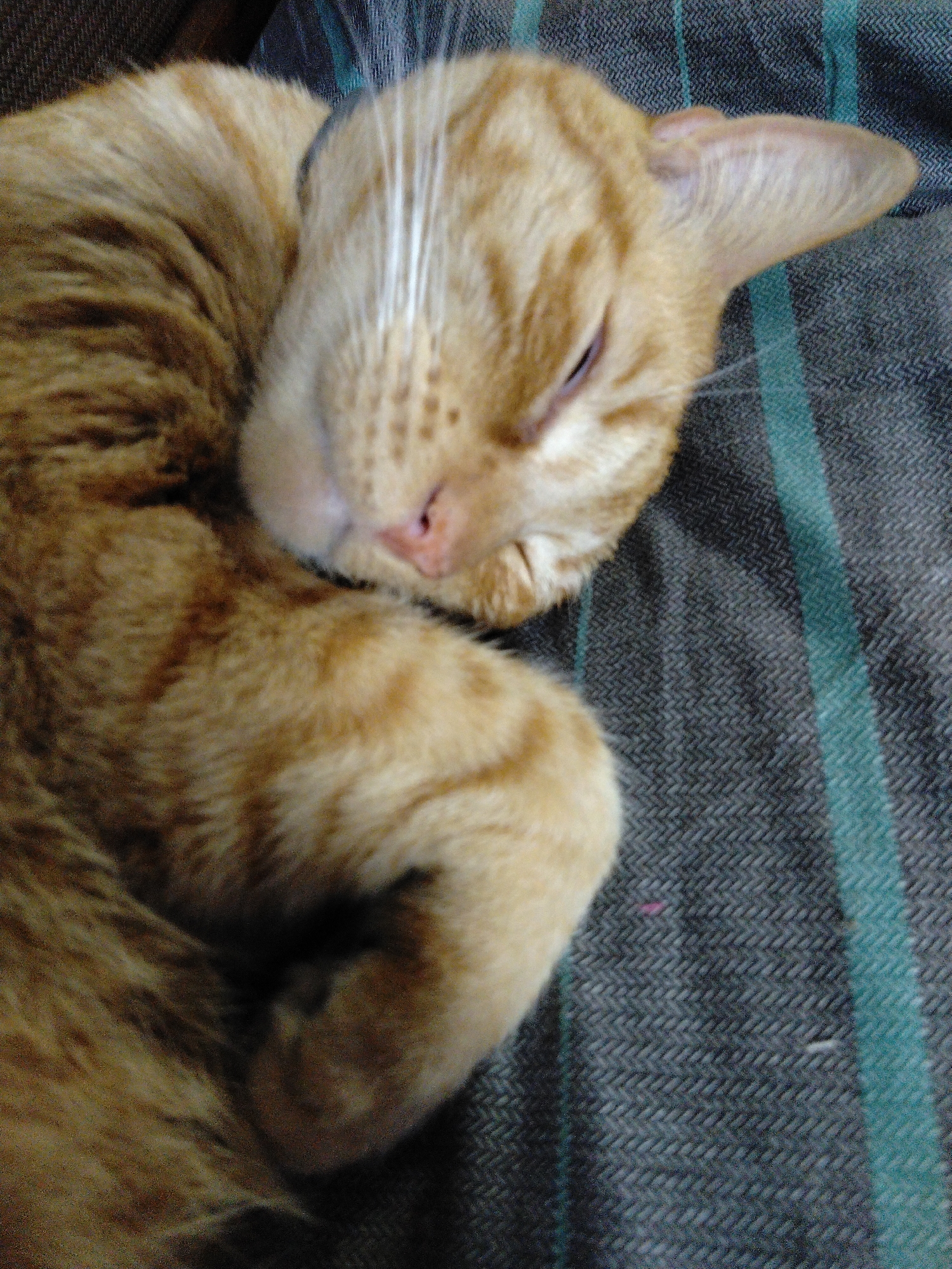 An orange tabby cat is sleeping curled up on a gray and green striped blanket. The cat's fur is a mix of orange and brown stripes. Its eyes are closed and its head is tucked in. The blanket appears to be made of a textured fabric. The scene is indoors, likely in a home. There are no people visible in the image. The location in Arica, Chile is not determinable from the image.
