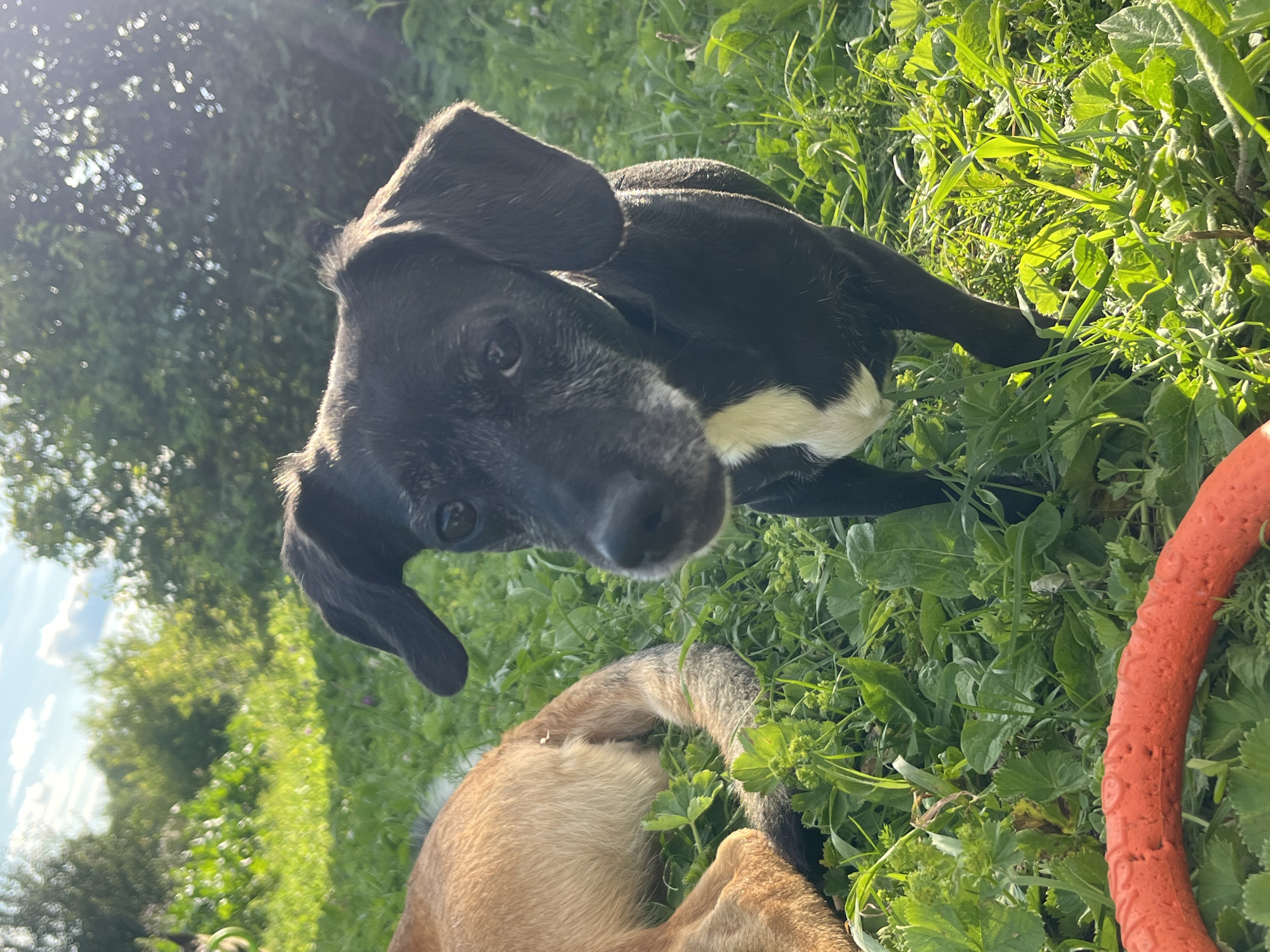 A black and white dog stands in a grassy area, looking towards the camera. The dog has floppy ears and a white patch on its chest. In the background, another dog, predominantly tan in color, is lying down. The environment is lush and green, with sunlight filtering through the leaves of trees. An orange ring toy is partially visible in the foreground. The scene appears to be outdoors in a natural setting, possibly a park or backyard, with indications of a sunny day. There is no specific information provided that would allow for a definitive location within the city of Nizhny Tagil, Russia.