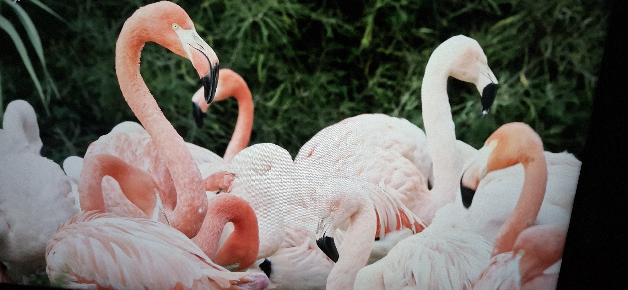 The image shows a flock of flamingos in a natural setting with lush green foliage in the background. The flamingos are varying shades of pink and white, with some displaying their characteristic long, curved necks and beaks. Several flamingos are grouped together, some with their heads tucked into their bodies, while others are more upright. The focus is on the group of birds, with the background blurred to emphasize the subjects. There are no people or man-made structures visible in the image. The scene appears to be a candid moment of the birds in their habitat.