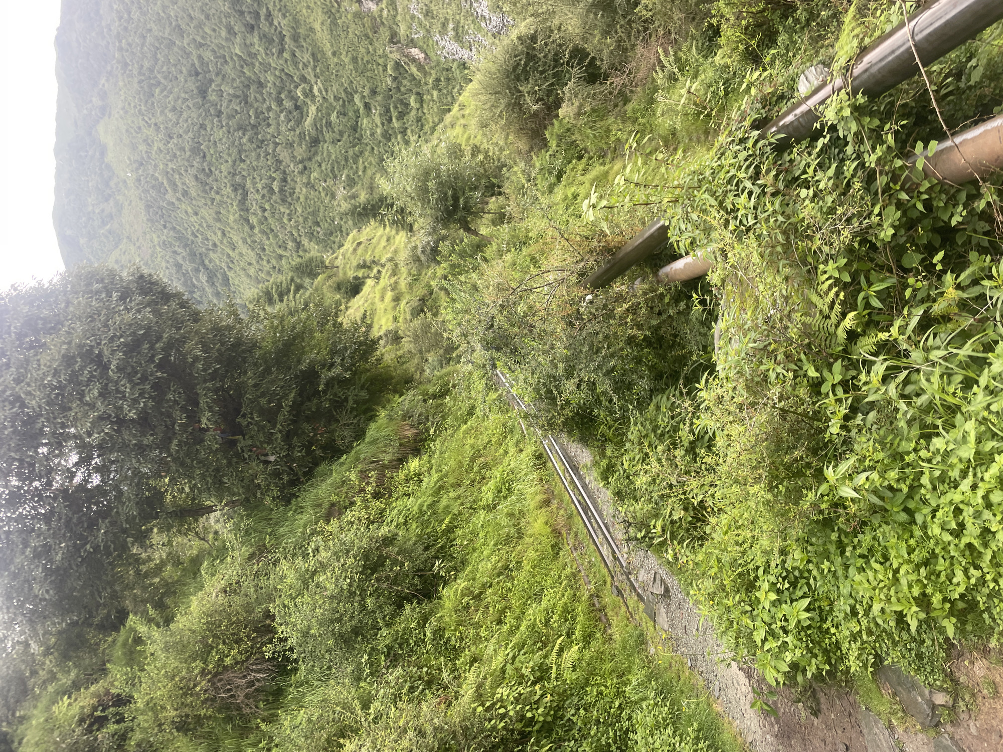 The image shows a narrow-gauge railway track winding through a lush, green, mountainous landscape. The track is laid on a gravel bed and appears to be made of metal rails. Dense vegetation, including trees, bushes, and ferns, covers the surrounding hillsides. The terrain is steep, with a visible drop on the right side of the track, where large pipes are also present, partially obscured by foliage. In the distance, the landscape continues with more densely forested hills under an overcast sky. The scene appears to be a natural environment, likely a hiking trail or a scenic route, possibly in Bhagsu, India, known for its hilly terrain and natural beauty. No people or specific actions are visible in the image.