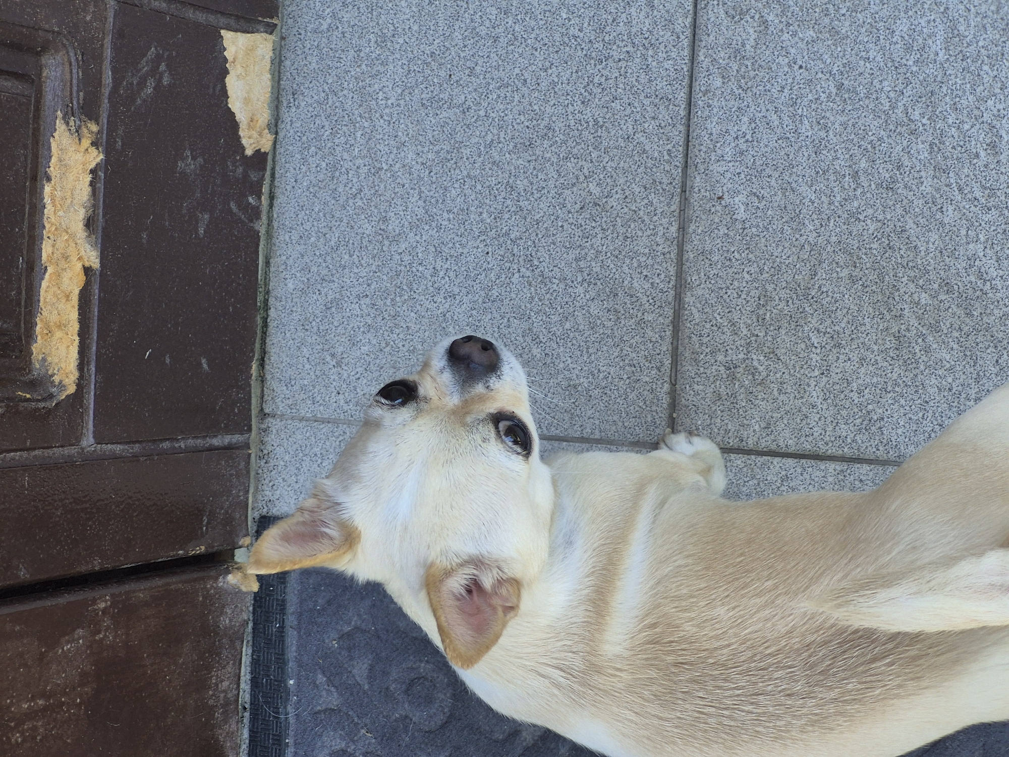 A light-colored Chihuahua dog with large, dark eyes and prominent ears is positioned on a tiled floor next to a dark brown, weathered door. The dog is looking to the right, with its head turned. The door appears to be made of wood and shows signs of peeling paint and damage. The floor is composed of square gray tiles with a speckled pattern. A dark gray doormat is visible in the lower left corner, partially underneath the dog. The lighting suggests an outdoor setting during the day.