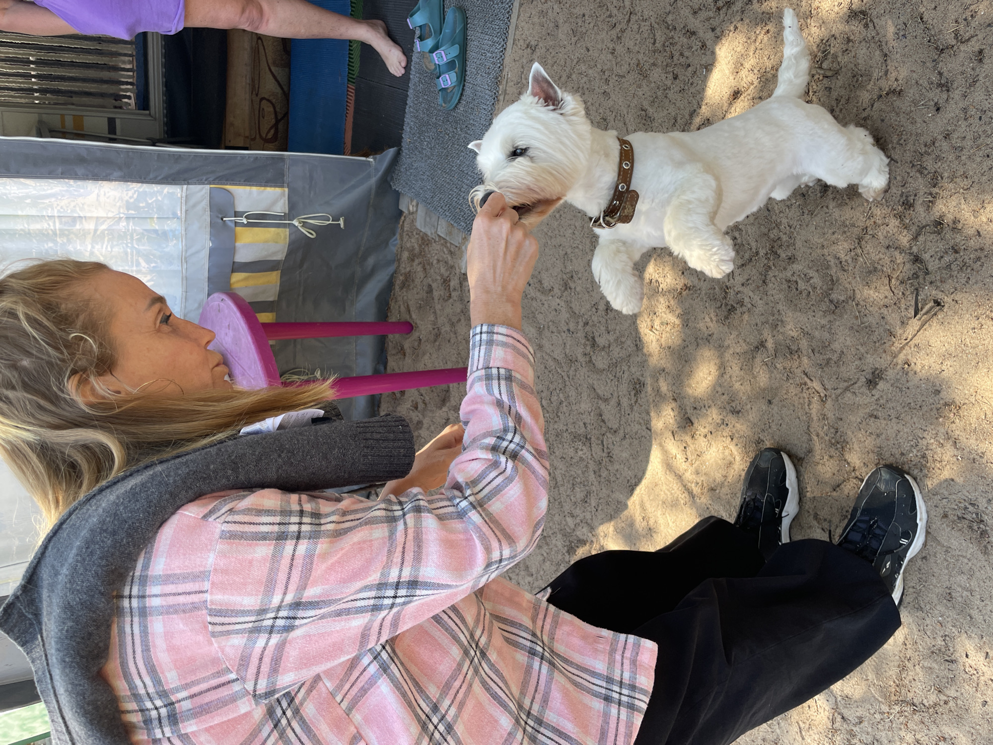 In Zelenaya Roshcha, Russia, a woman with blonde hair tied back, wearing a pink and grey plaid shirt and black pants, is feeding a small white West Highland White Terrier. The dog is standing on its hind legs, reaching up to take a treat from the woman's outstretched hand. A grey cardigan is draped over the woman's shoulders. The scene takes place outdoors on a sandy surface, likely near a campground or recreational area, with a tent visible in the background. A pink stool is positioned to the left of the woman, and a pair of turquoise sandals lies on a dark mat to the right. The ground is sandy and appears to be illuminated by sunlight, casting shadows.