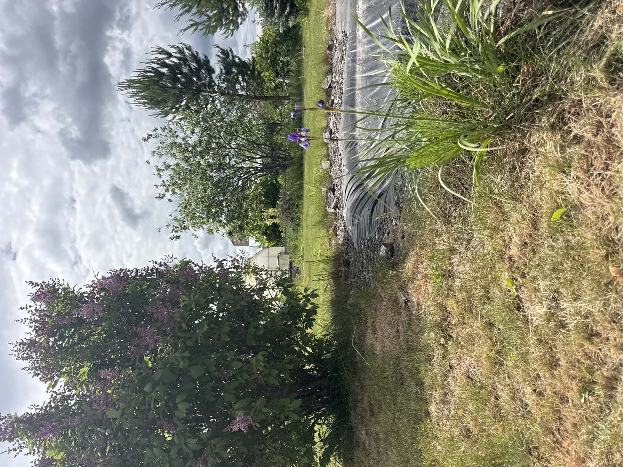 The image depicts a natural outdoor scene in Khomutovo, Russia. In the foreground, a large lilac bush with clusters of small purple flowers is prominent on the left. To the right of the lilac, a patch of dry, yellowed grass is visible, interspersed with some greener blades. A strip of dark material, possibly landscape fabric, runs along a path or border, with some small gray stones scattered on it. Two purple iris flowers are blooming in the grass near this border.
Behind the lilac bush, a green lawn stretches out, with a few trees and foliage in the middle ground. A light-colored building, possibly a house, can be seen in the distance, partially obscured by the vegetation. In the background, evergreen trees are visible, and the sky is filled with heavy, grey clouds, suggesting overcast or impending rain. The lighting appears diffused due to the cloudy conditions, and the overall mood is serene and natural. There is no visible text in the image. The rotation of the image suggests it was taken with the camera oriented vertically.