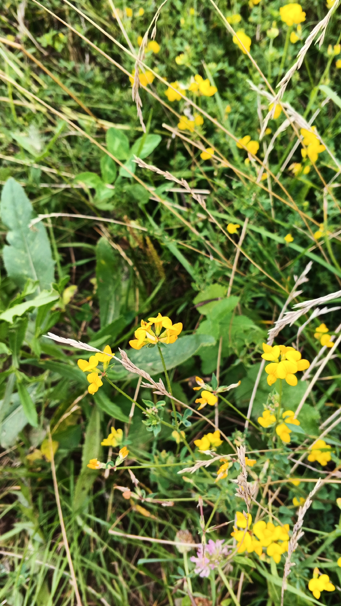 The image depicts a close-up view of a patch of wildflowers and tall grass, likely taken outdoors in a natural or semi-natural setting. Several small yellow flowers with distinctive petal structures are visible, some in clusters and others as single blooms. The flowers appear to be in various stages of bloom. Interspersed among the flowers are blades of dry, tan-colored grass, which run diagonally across the frame, creating a sense of depth and texture. The background is filled with lush green foliage, indicating a healthy and vibrant environment. There are no people or discernible man-made objects in the frame. The lighting suggests it is daytime, possibly overcast or in the shade, as there are no strong shadows. The overall impression is one of a natural landscape, perhaps a meadow or a field.
The location of Подгорное, Russia is not discernible from the visual information in the image. There are no landmarks, architectural features, or other contextual clues that would allow for an identification of this specific location.
