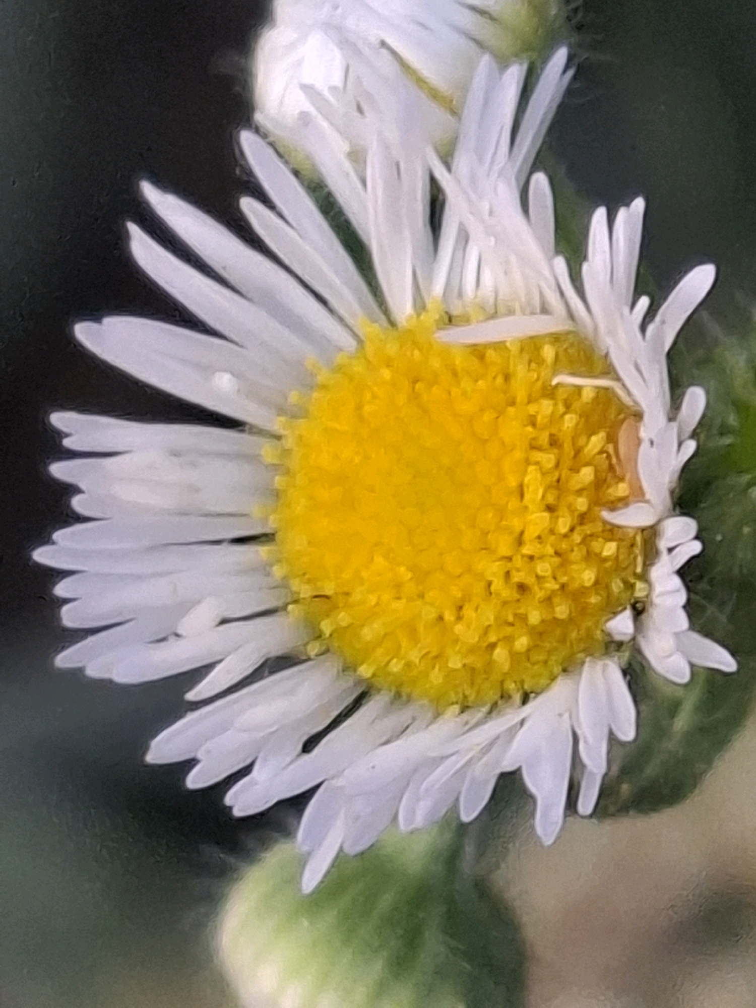 The image shows a close-up of a daisy flower. The daisy has a bright yellow center and white petals. The background is dark and blurry, with some hints of green. There are no people or buildings visible in the image. It is impossible to determine the location within the city of Almaty, Kazakhstan from the provided image.