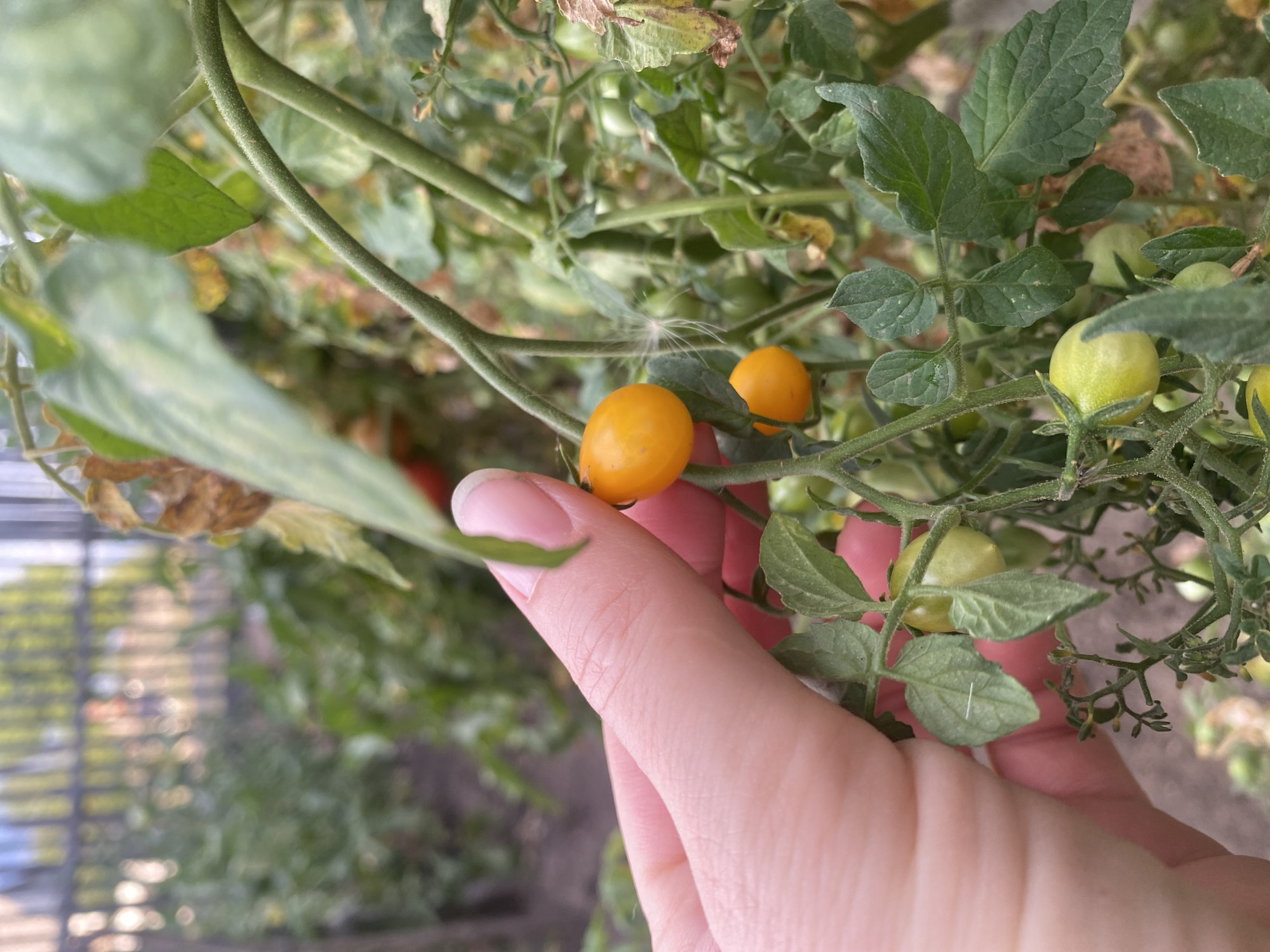 A close-up shot shows a person's hand with pale skin, a manicured fingernail, and a thumb and index finger gently touching a small, ripe, orange cherry tomato. The tomato is round and smooth, attached to a green stem with small leaves. Other unripe green tomatoes and tomato plants are visible in the background, creating a blurred, natural setting. The scene appears to be an outdoor garden, possibly in the city of Timashevka, Kazakhstan, given the context. The focus is on the hand and the ripe tomato, suggesting an action of harvesting or inspecting the fruit.