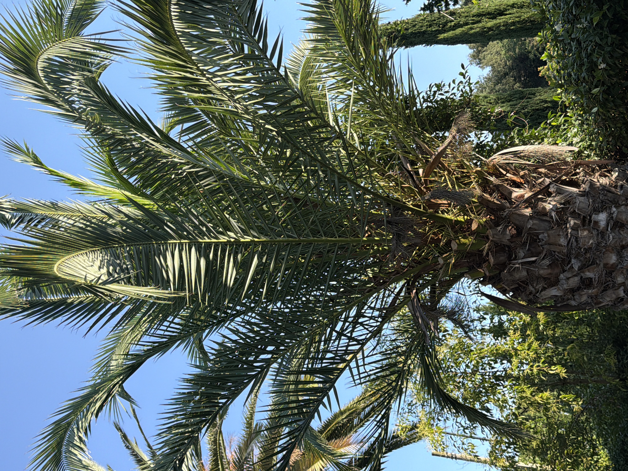 This image depicts a close-up view of a palm tree with its fronds extending towards a clear blue sky. The trunk of the palm tree is visible at the bottom of the frame, showing its rough, fibrous texture. In the background, a line of tall, slender cypress trees stands out, along with other lush green foliage. The scene appears to be outdoors, likely in a park or garden setting. The lighting suggests it is daytime, with sunlight illuminating the palm fronds and casting subtle shadows. There are no people or animals visible in the frame. The overall impression is one of a serene, natural environment, characteristic of many green spaces in Rome, Italy.