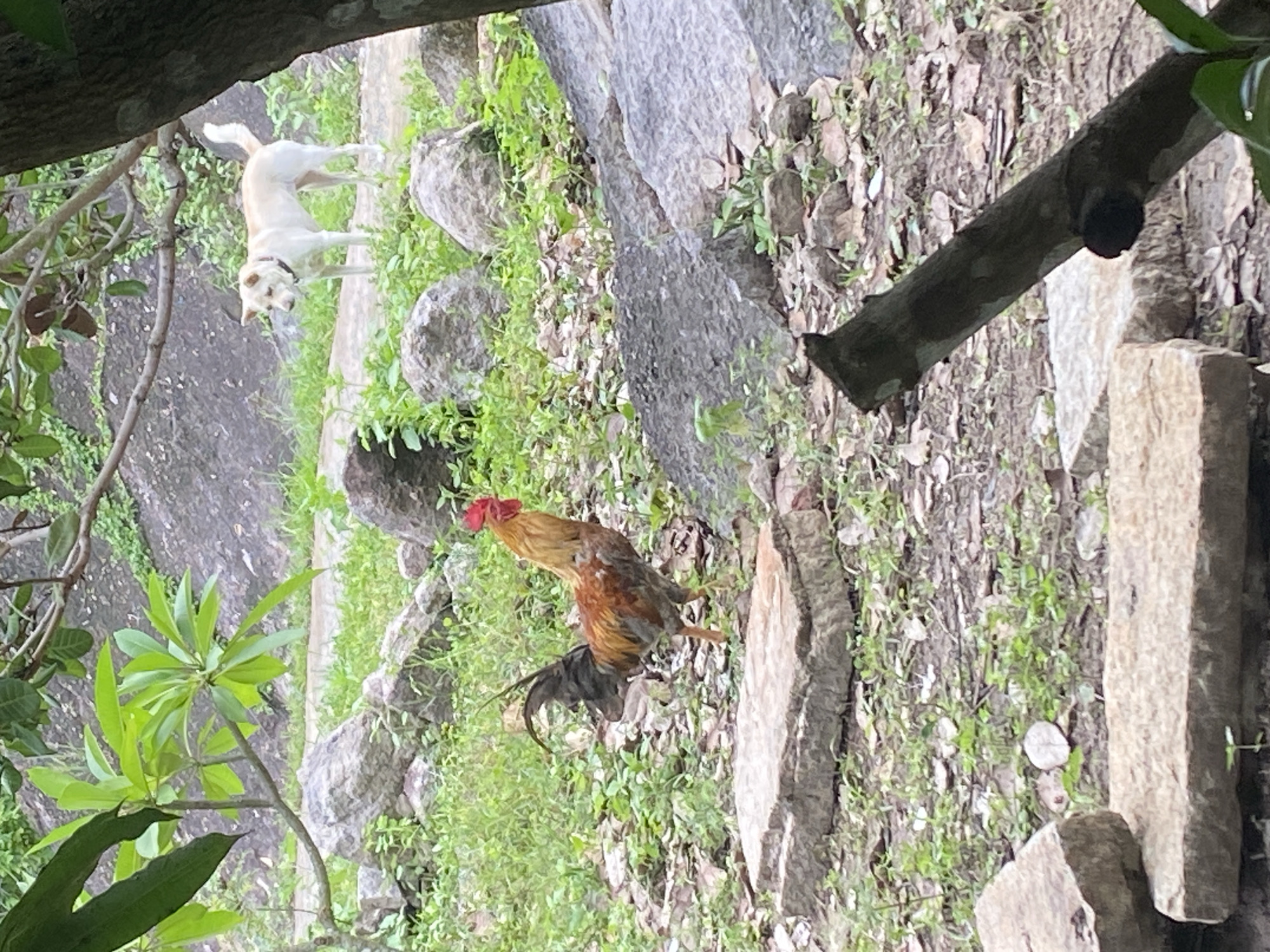 In Mũi Né, Vietnam, a light-colored dog stands alertly on a paved path surrounded by lush greenery and large rocks. The dog faces slightly to its left, with its tail raised. In the foreground, a rooster with vibrant red, orange, and black plumage stands on a flat, stone surface, facing left and looking upwards. The environment is natural and slightly wild, with stones, fallen leaves, and dense vegetation underfoot and in the background. Trees and branches overhang the scene, creating a dappled light effect.